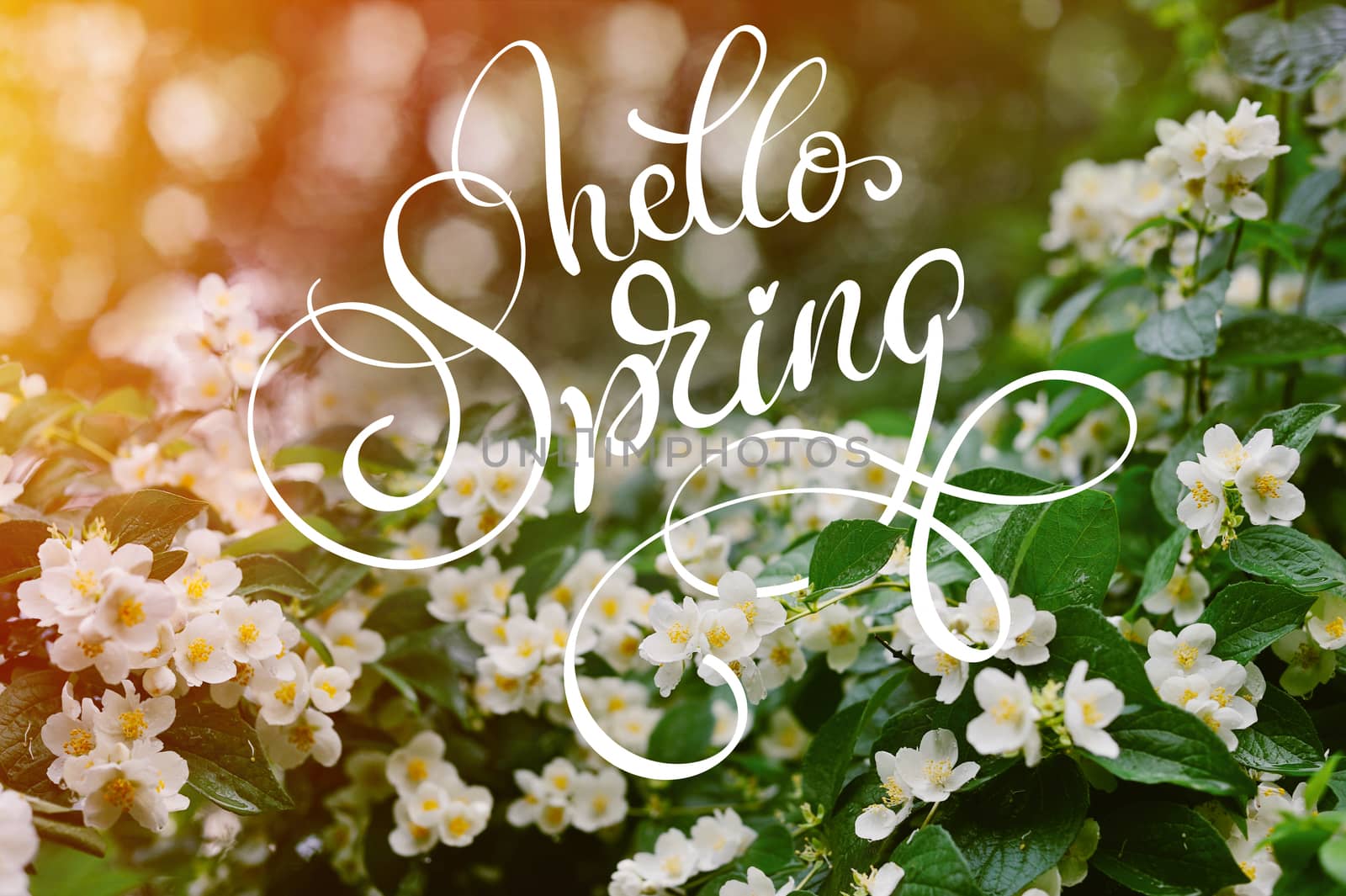 Jasmine white flowers on a tree with dew drops and text Hello Spring. Calligraphy lettering.