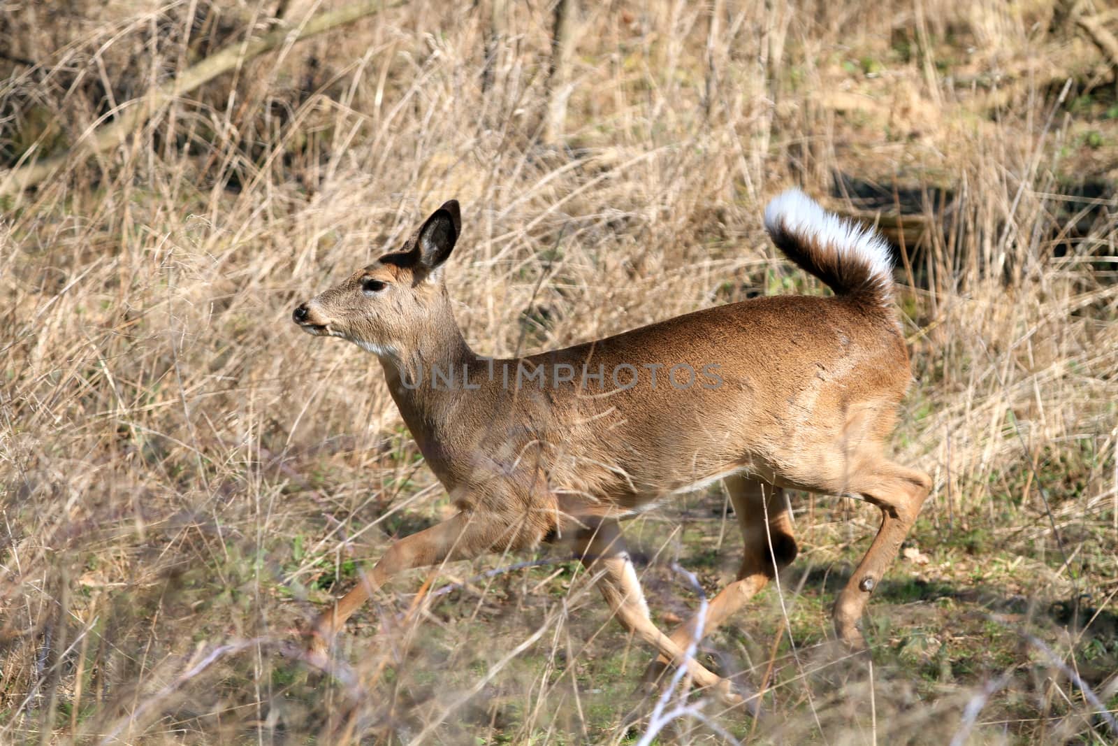 Whitetail Deer doe in wooded area in morning sun