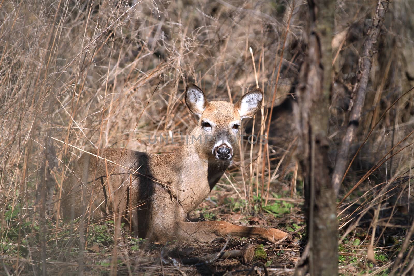 Whitetail Deer doe in wooded area in morning sun