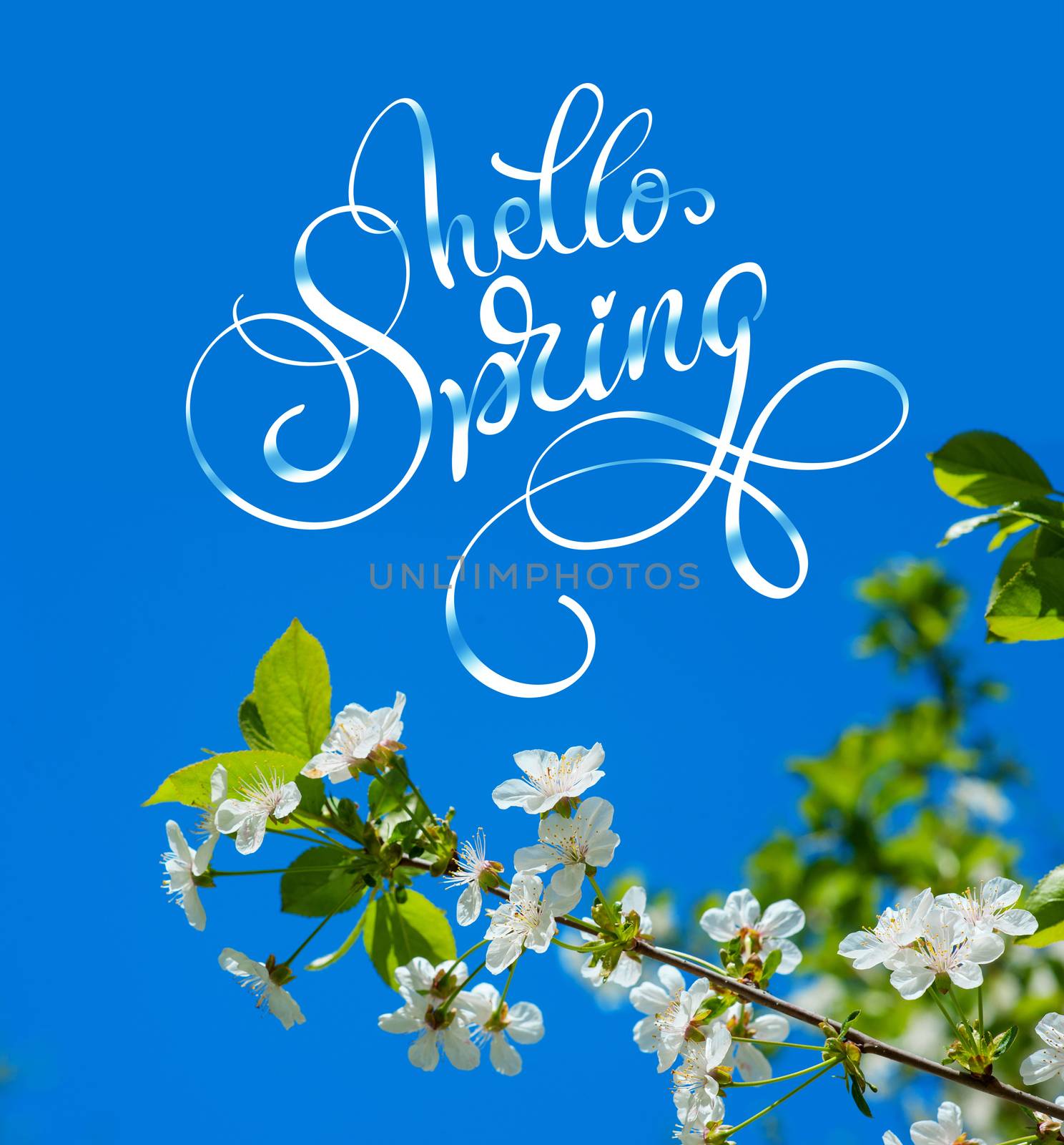 flowering spring tree in the garden close up and text Hello Spring. Calligraphy lettering by timonko