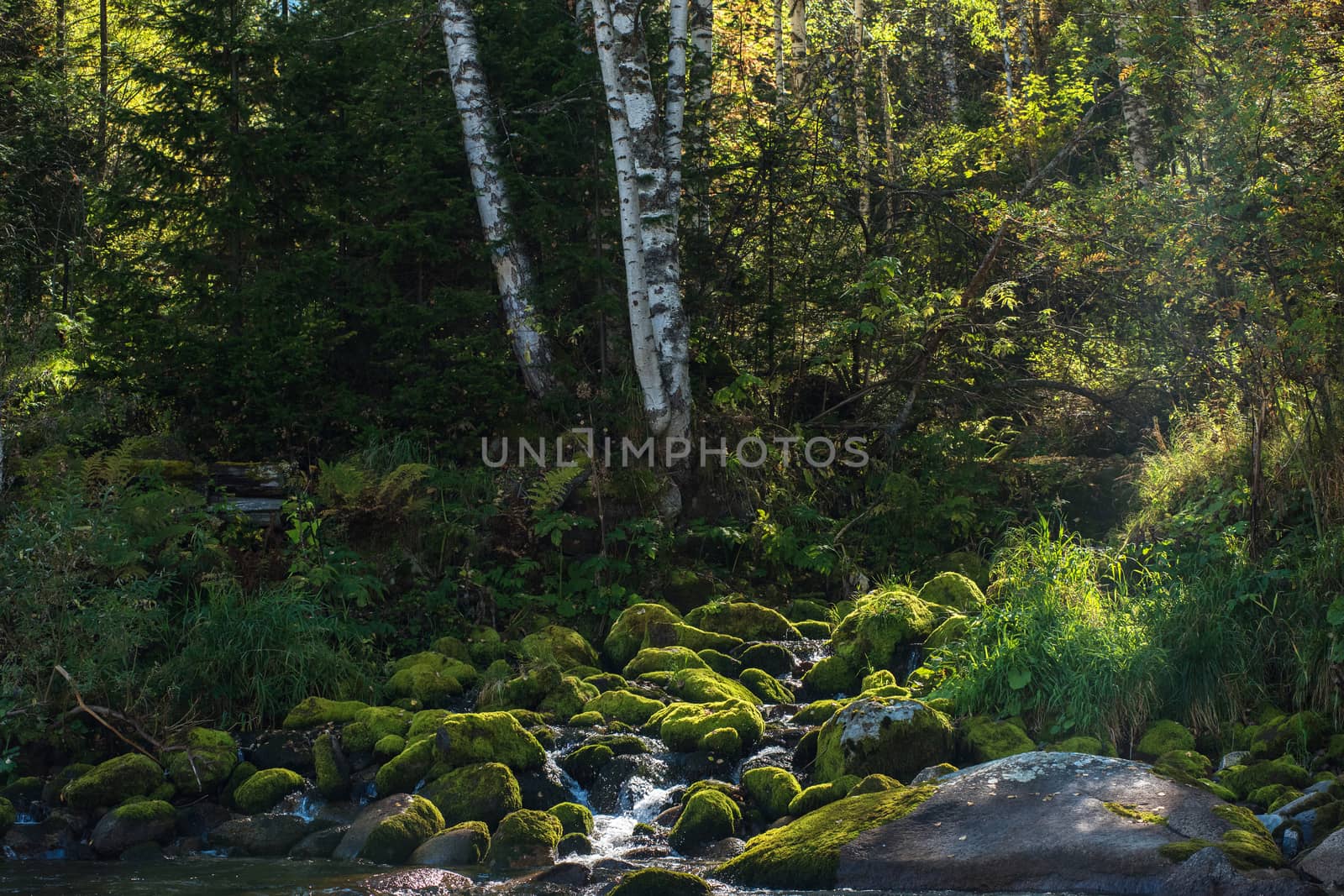 Fast mountain river with the purest water in Altay mountains, Siberia, Russia