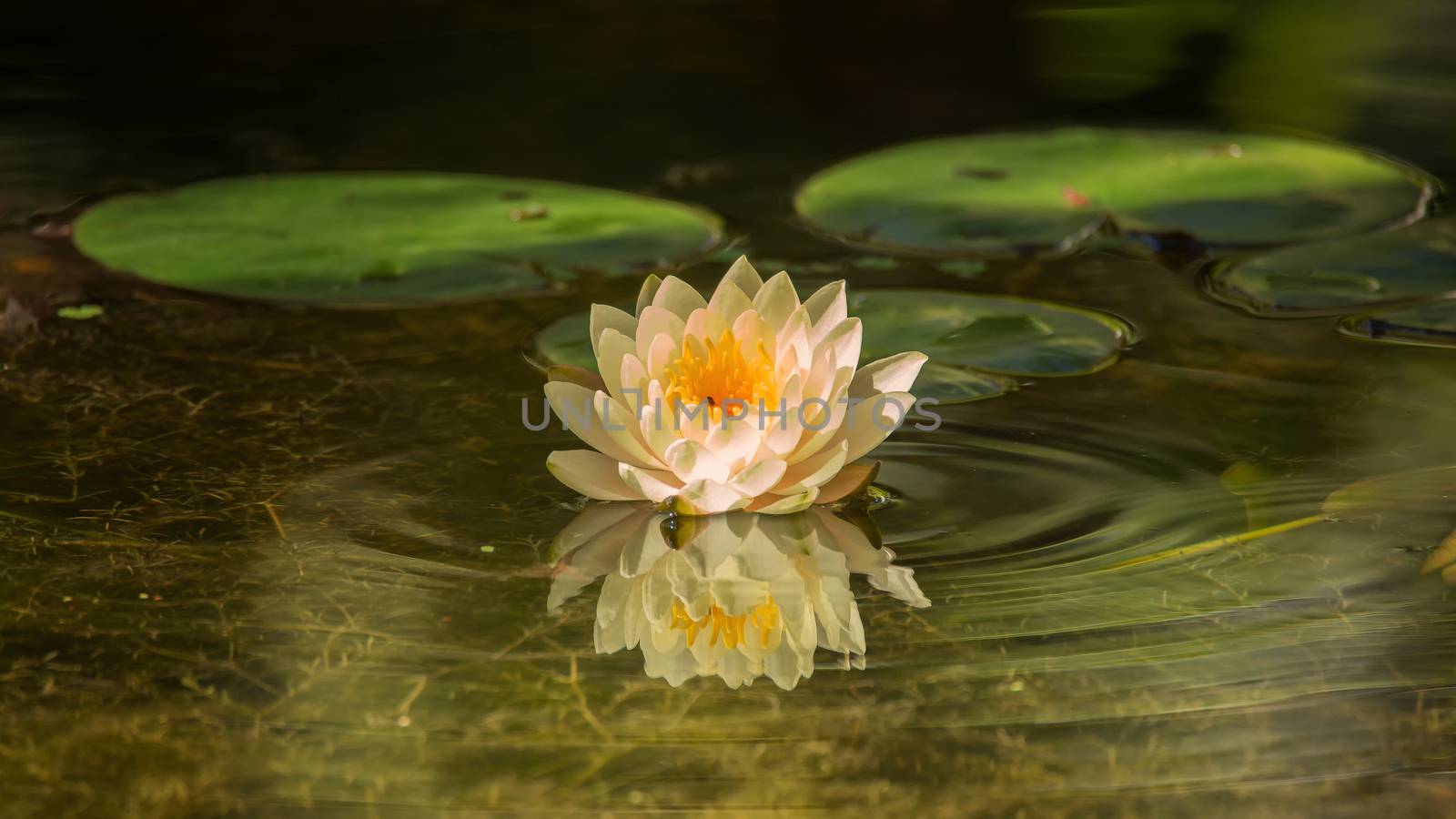 A beautiful water lilly growing in a pond. Color image.