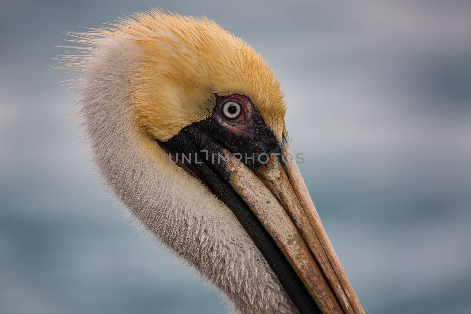 A close-up color image of a brown pelican. Florida, USA.