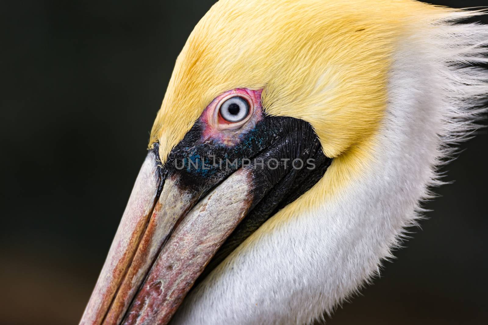A Pelican Profile by backyard_photography