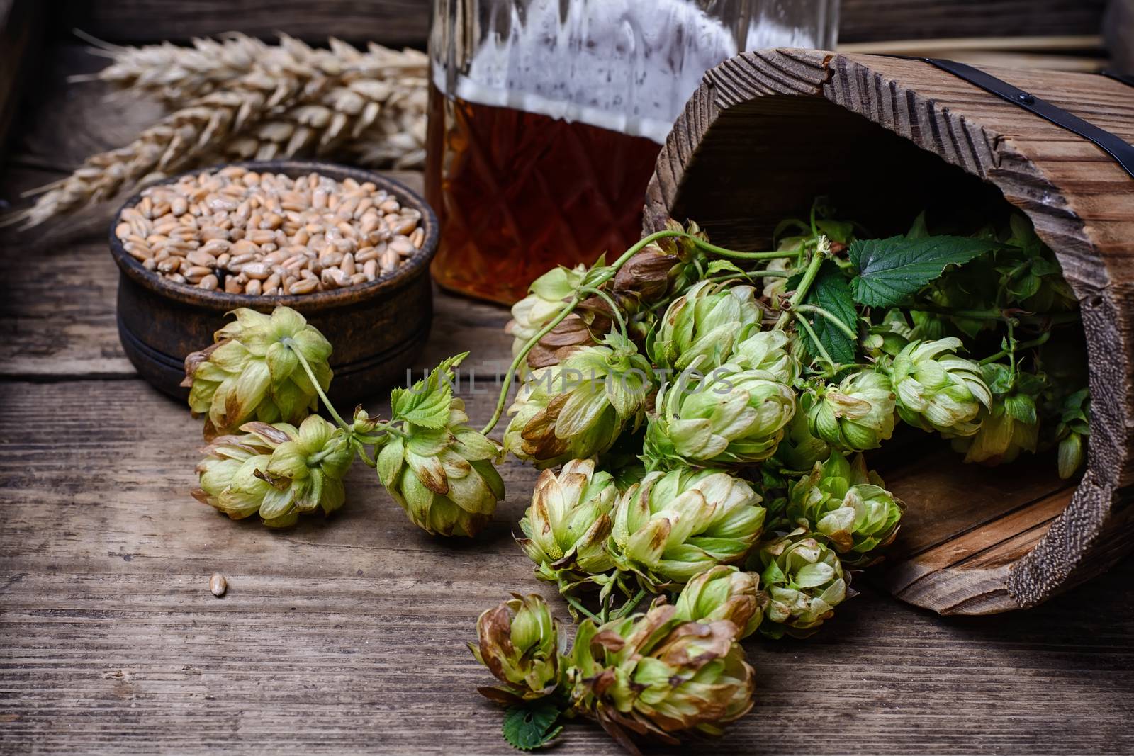 Wooden barrel with the autumn harvest of hop cones