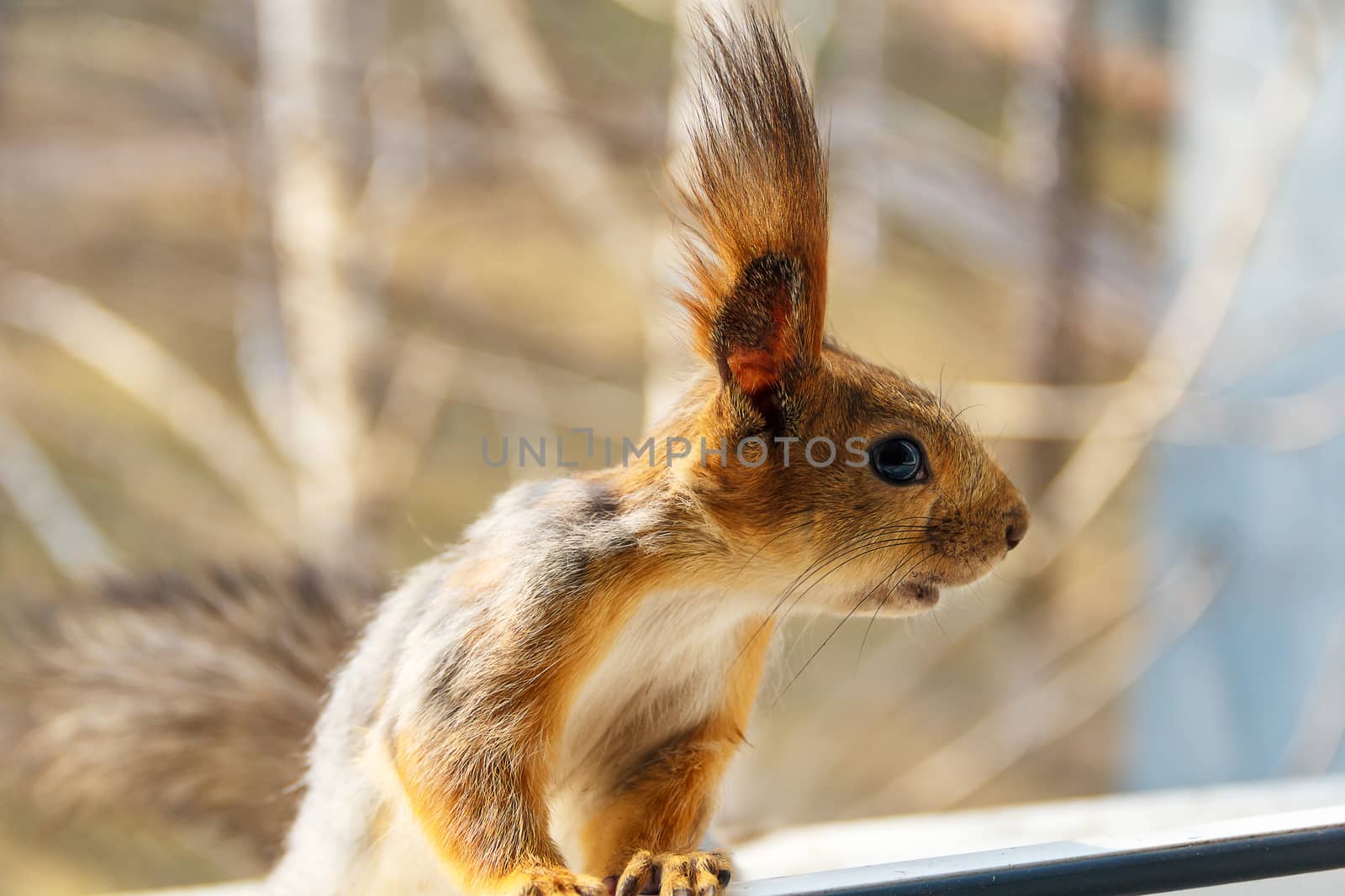 Wild curious squirrel looking to the open window