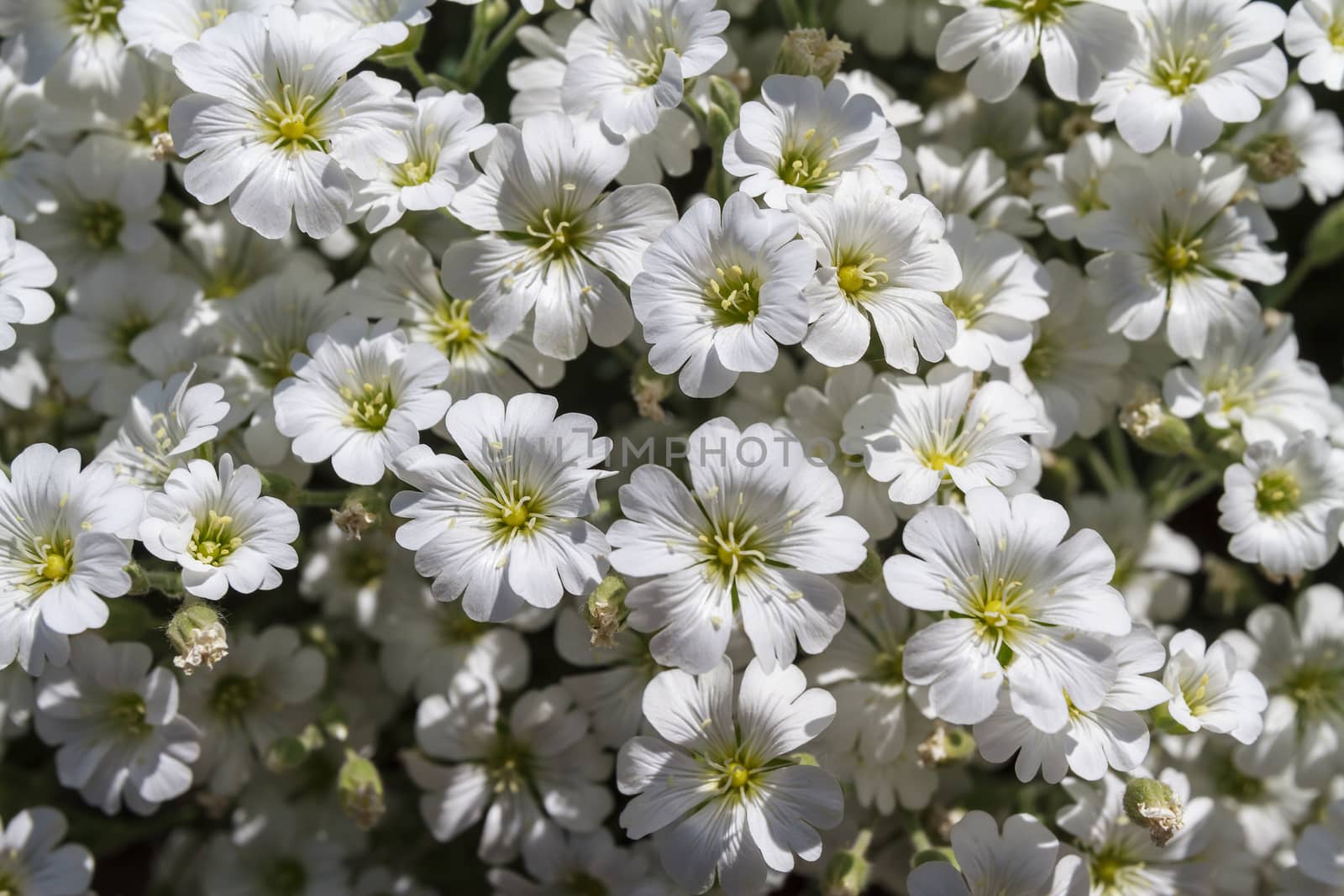 Wild white flowers on a sunny day. Shallow depth of field, top view