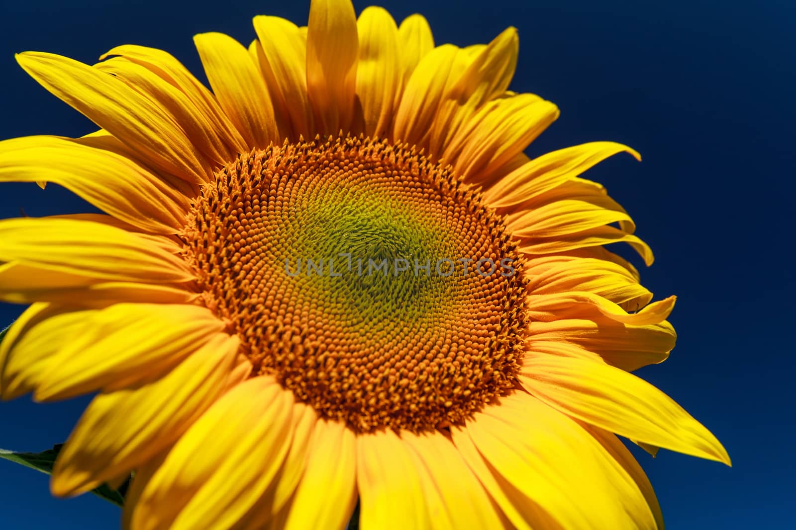 Sunflower close-up. Sunflower on a sunny day on a background of the dark blue sky