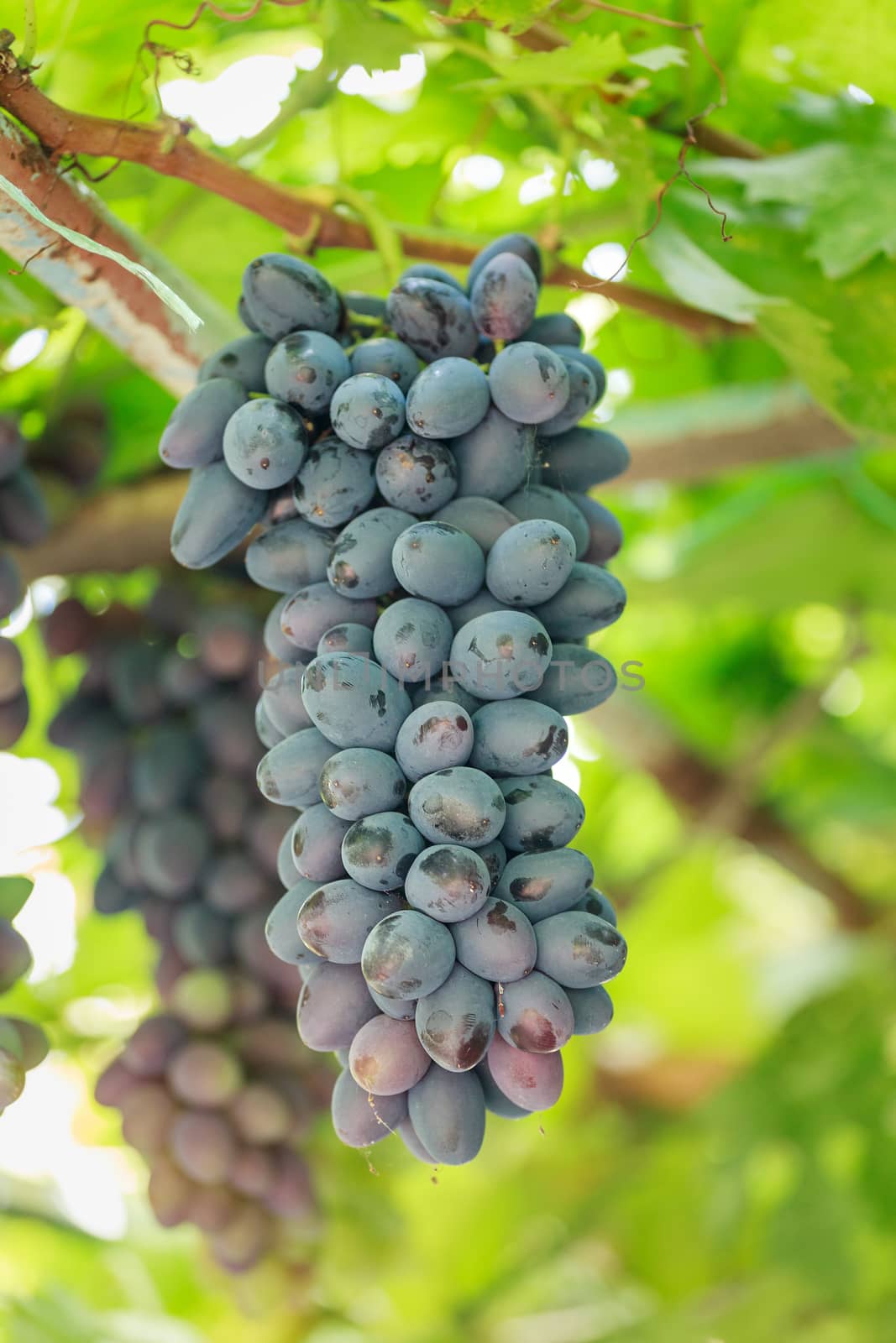 Bunch of grapes on a background of the sunny sky.