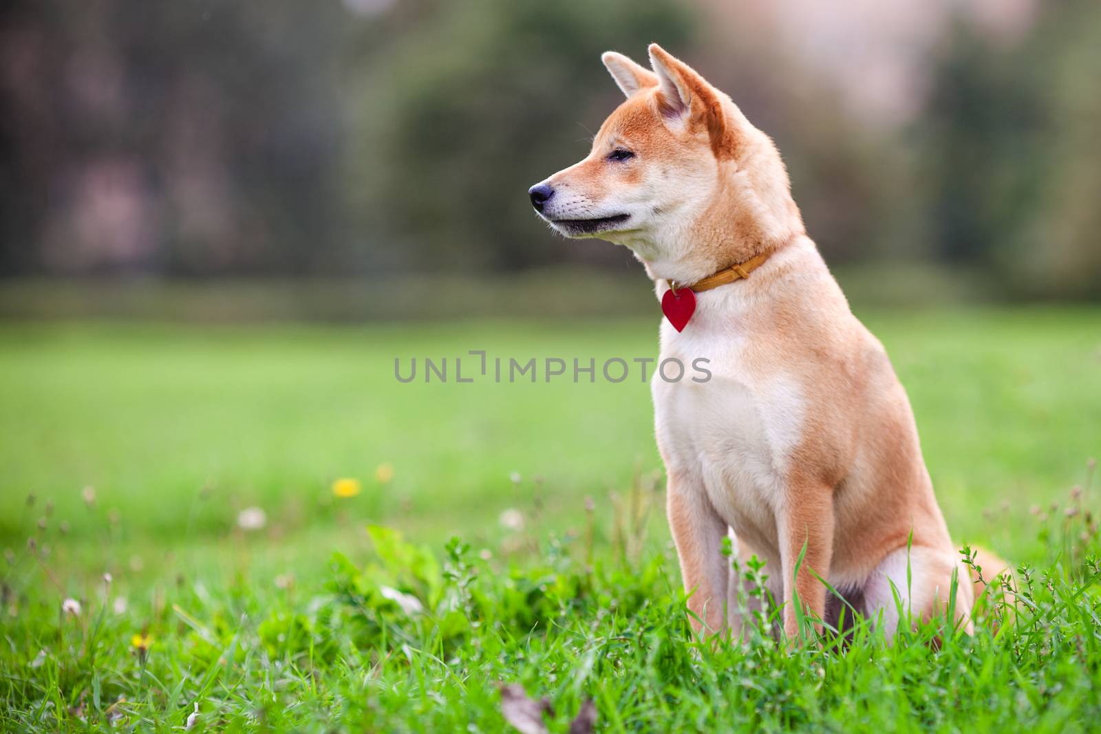 A young shiba inu sits in green garden. by supercat67