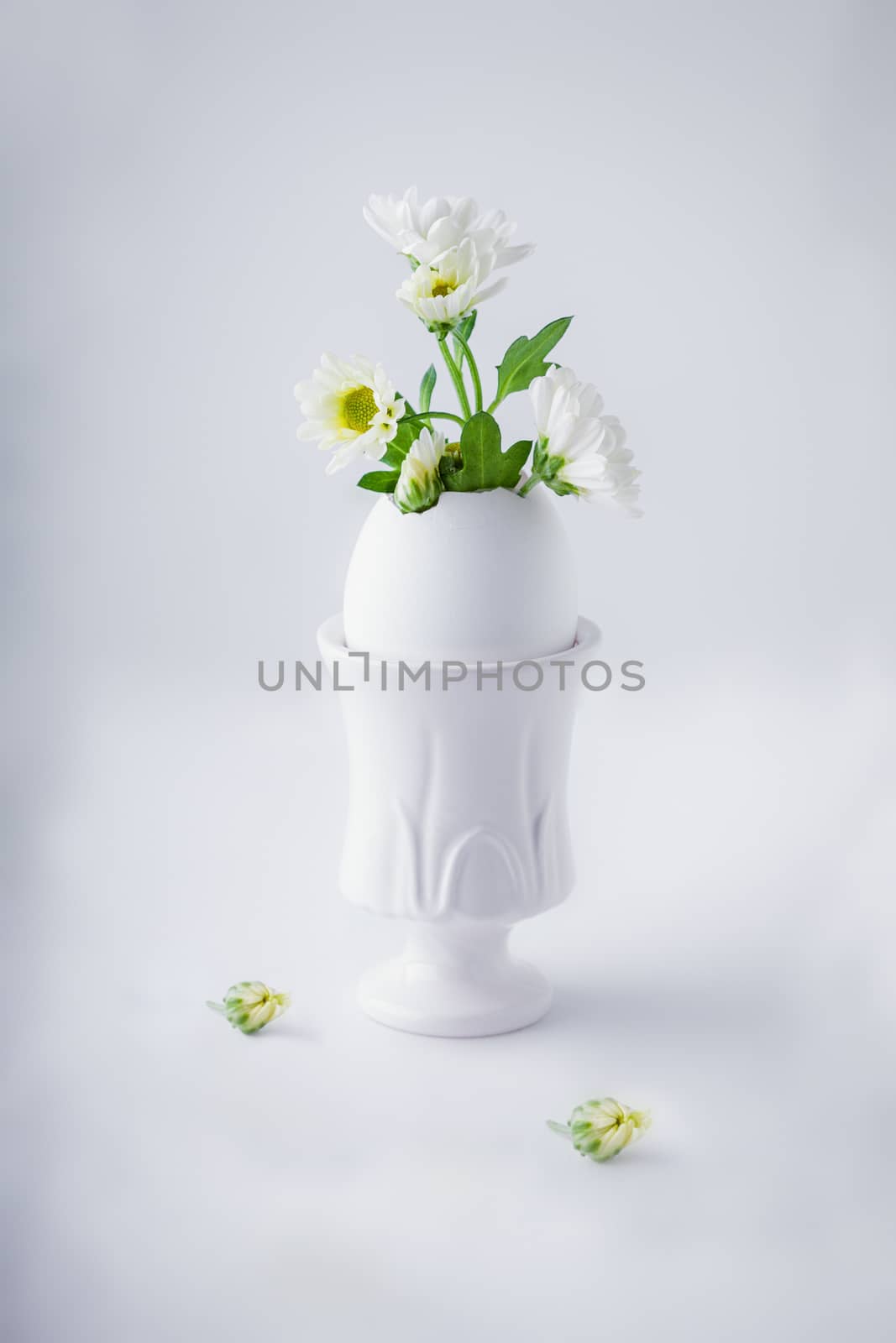 Bunch of white chrysanthemum flowers growing from egg shell.
