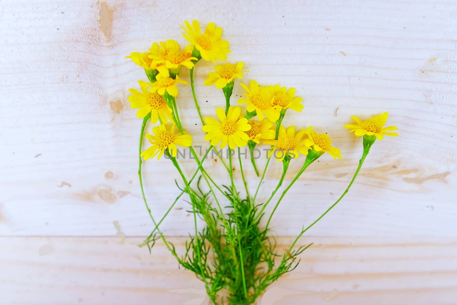 Bouquet of Yellow Daisies on the Table wood