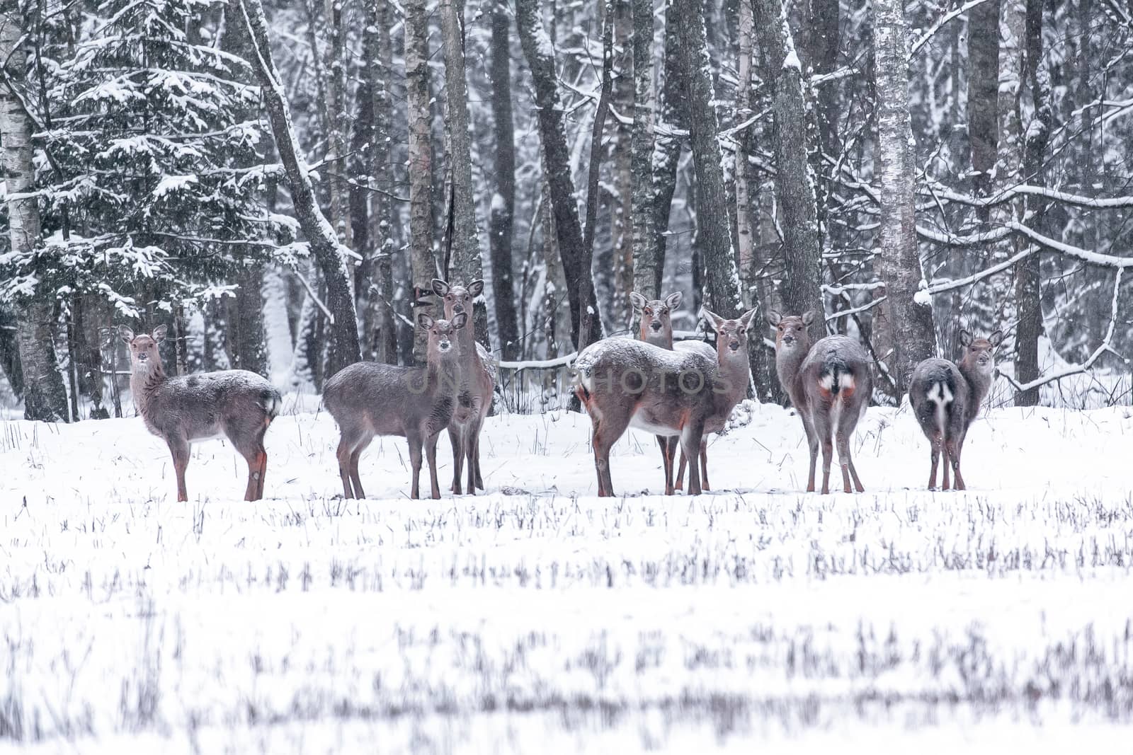 Large herb of Spotted deer standing in the winter forest