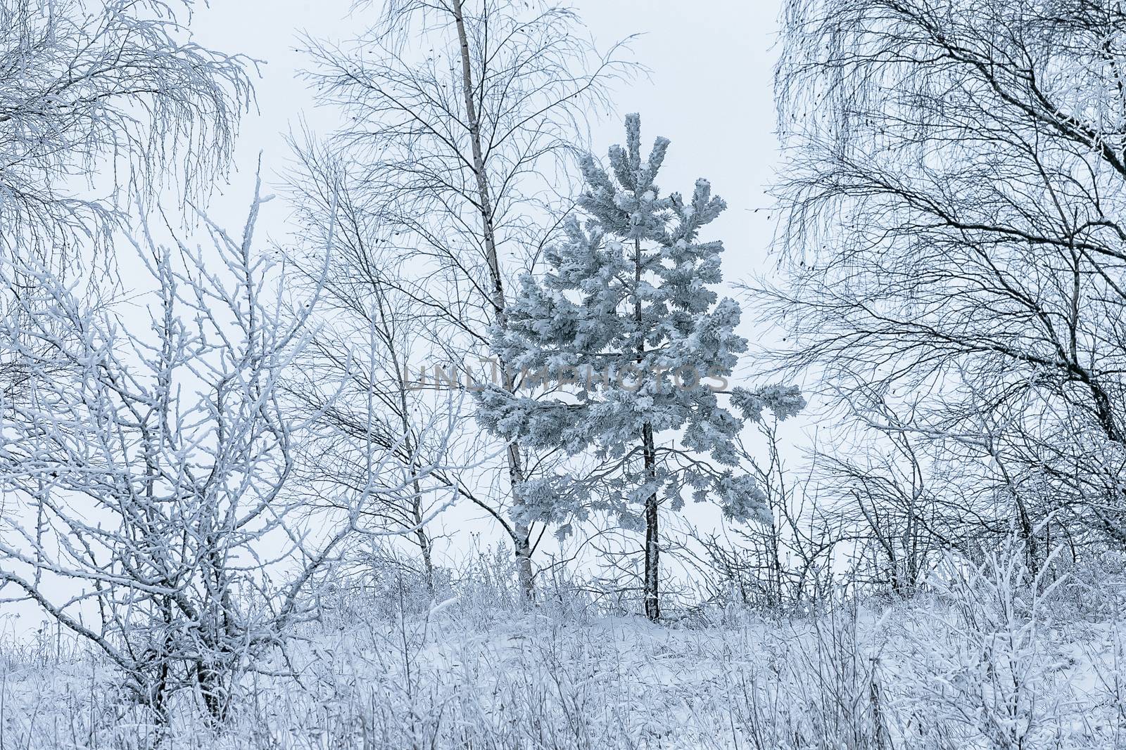 Winter landscape with snow-covered trees