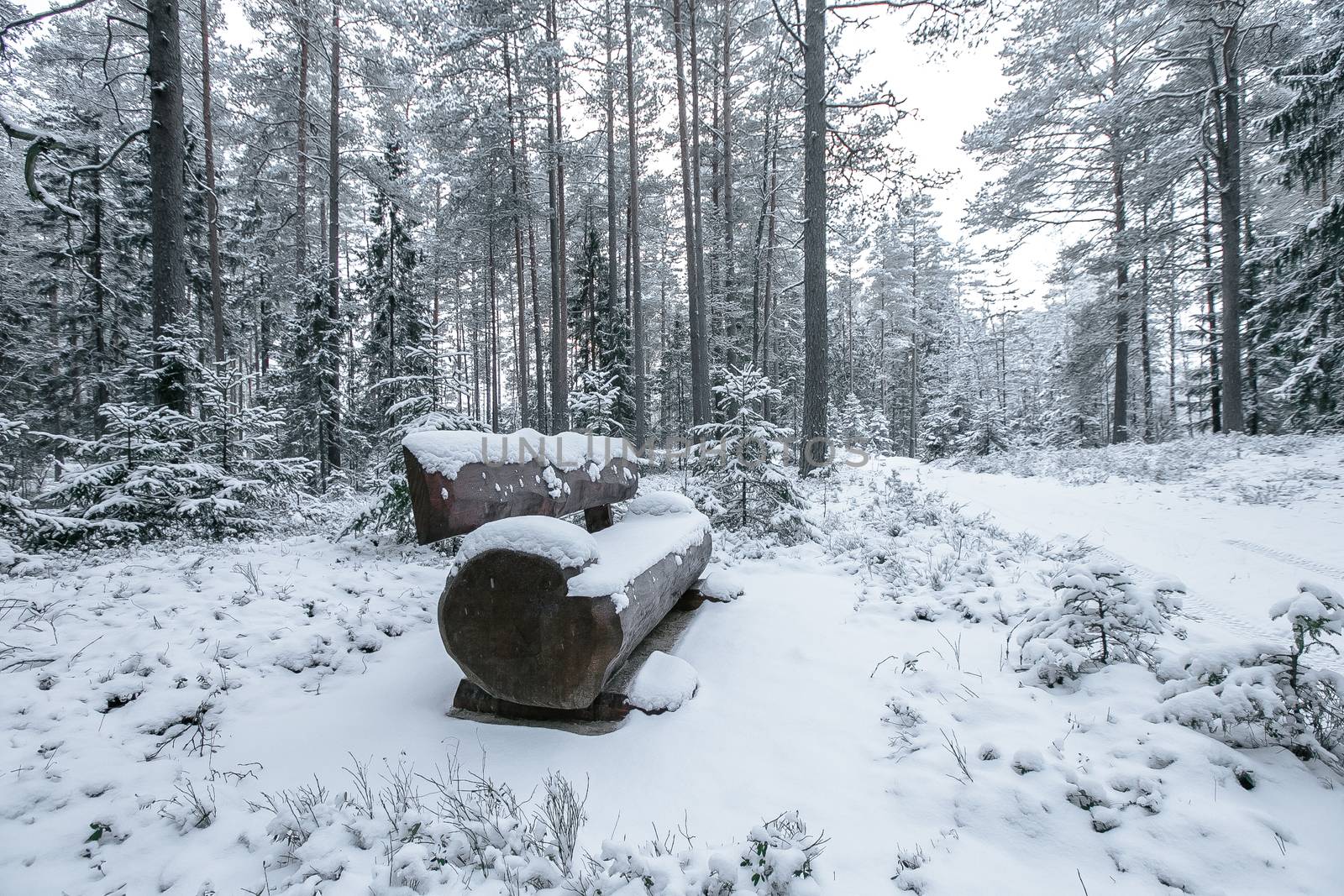 Wooden bench in the winter park by Multipedia