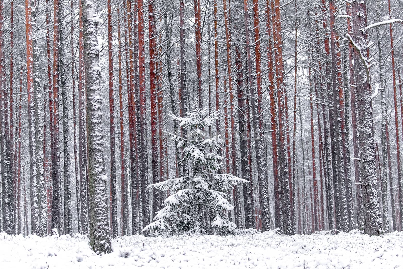 Wall of red pine trees in the winter forest