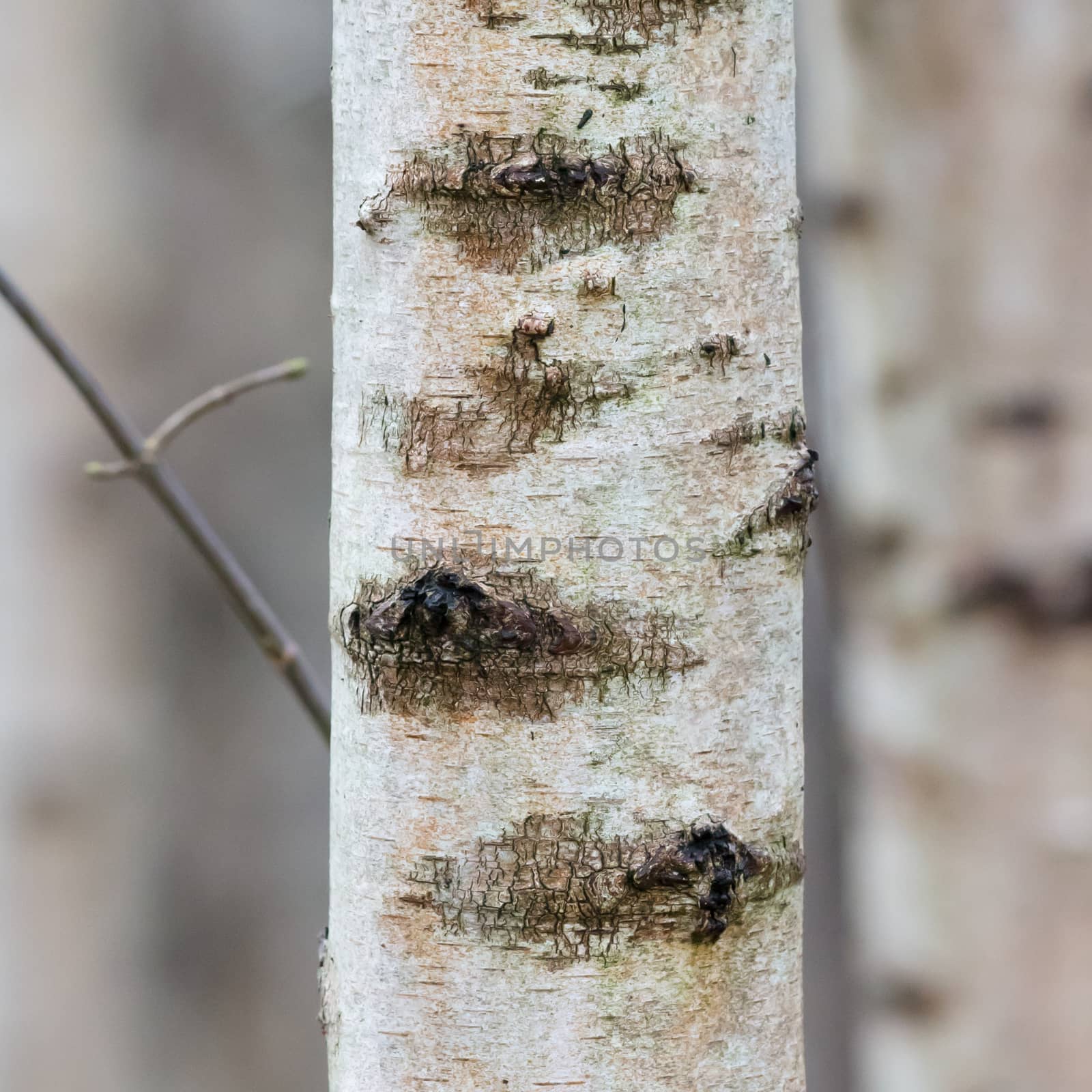 Birch trunk in nature by michaklootwijk