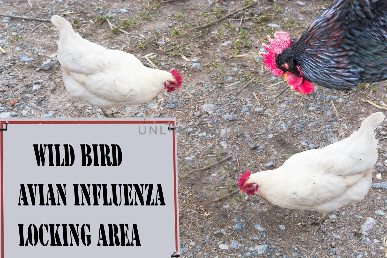 Sign with red border and inscription in English Wild Bird - avian influenza
Locking area. In the background a rooster and two chickens.