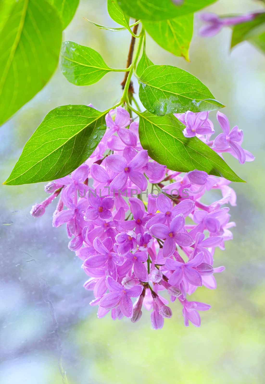 Macro image of spring lilac violet flowers