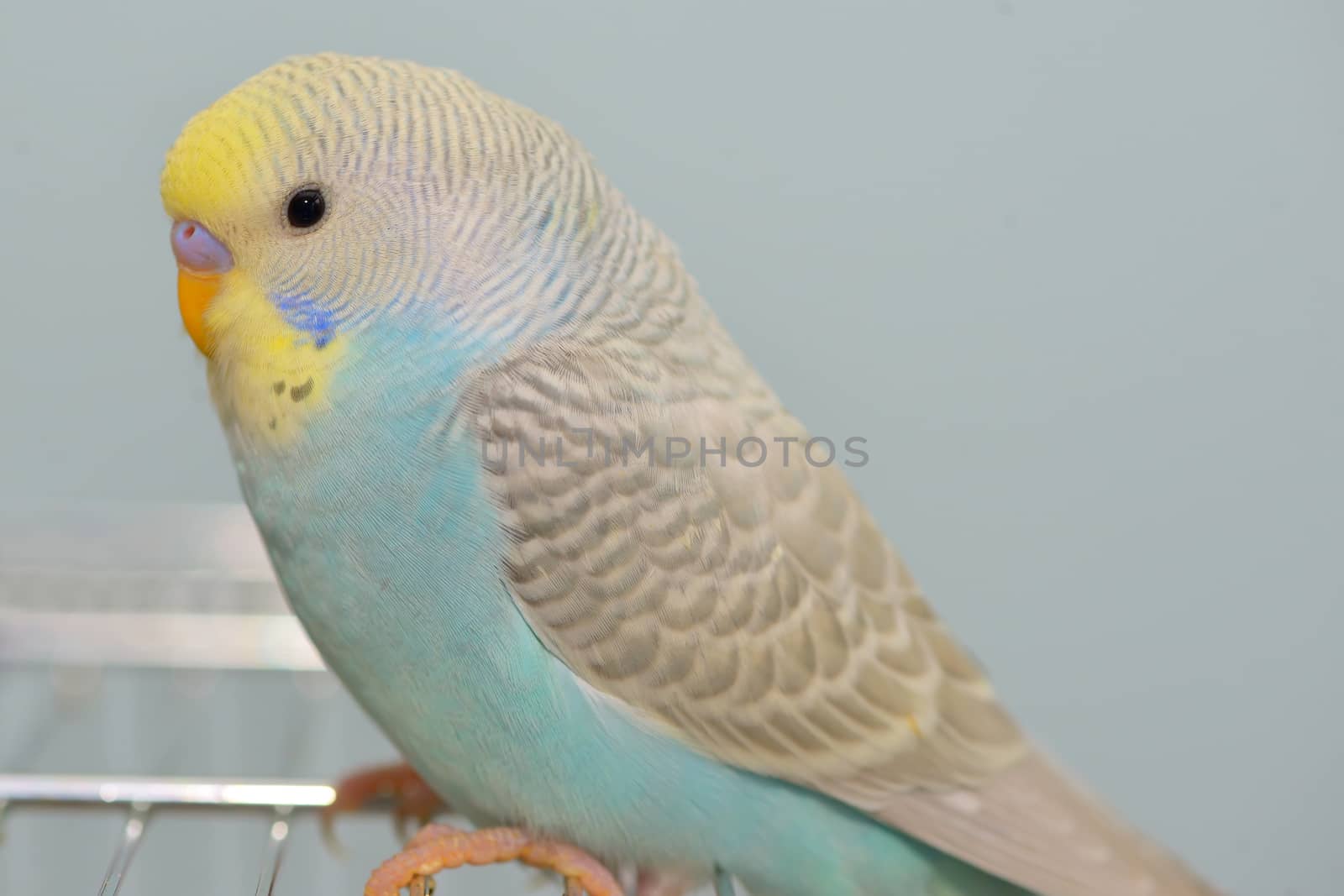 Details of Budgerigar parrot in his cage