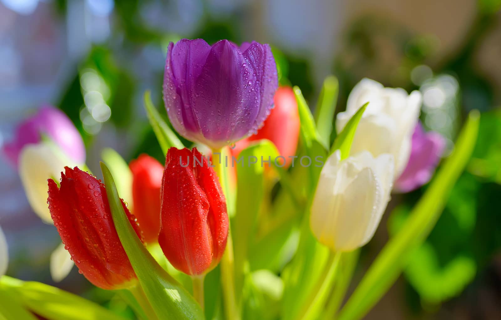 tulips with dew drops in spring time