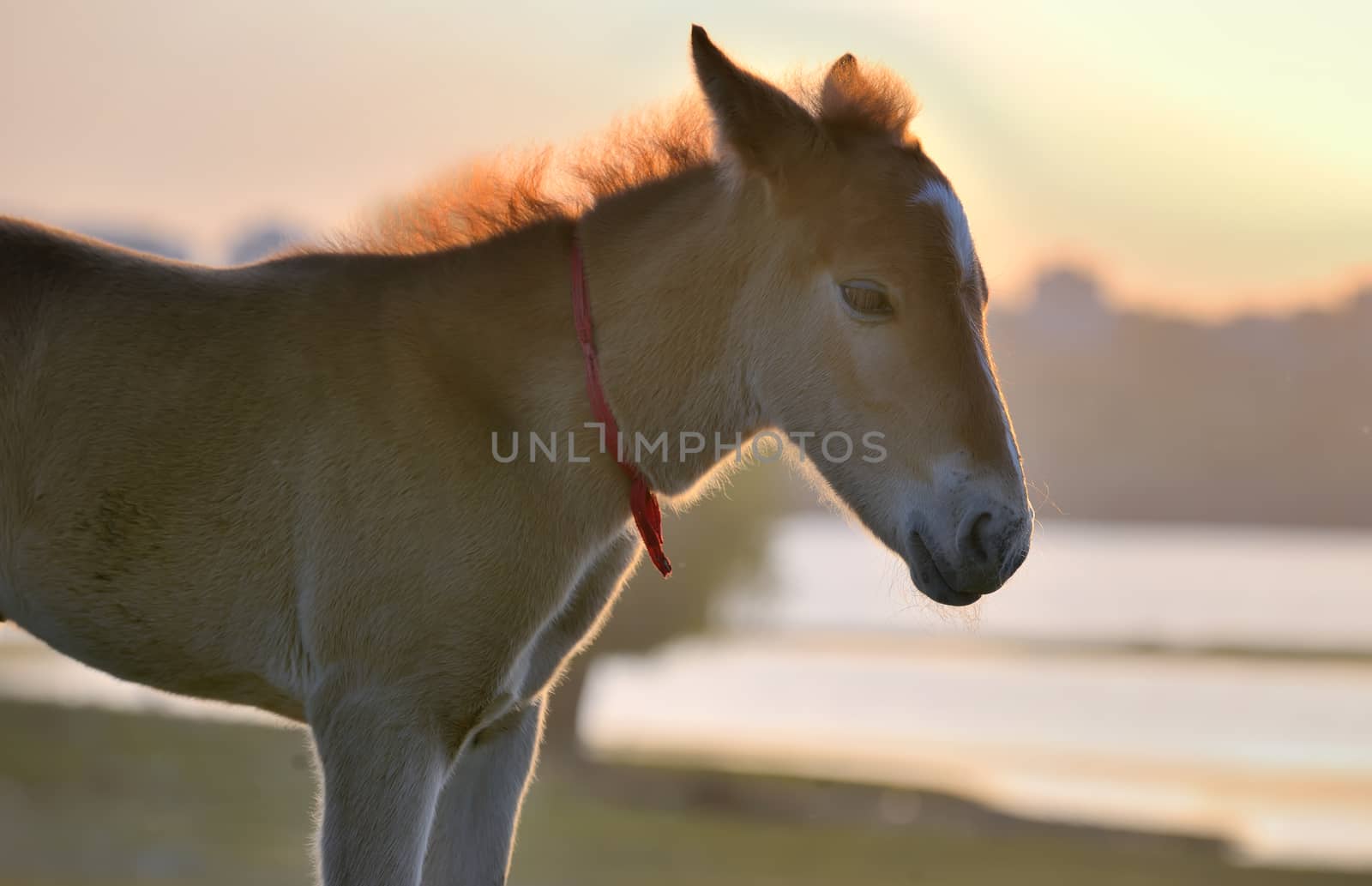 New young foal on field at sunset