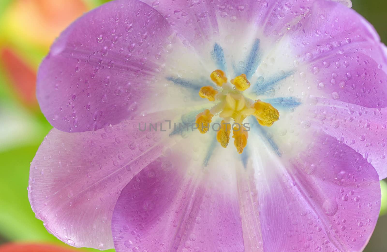 Open tulip with dew drops in spring time