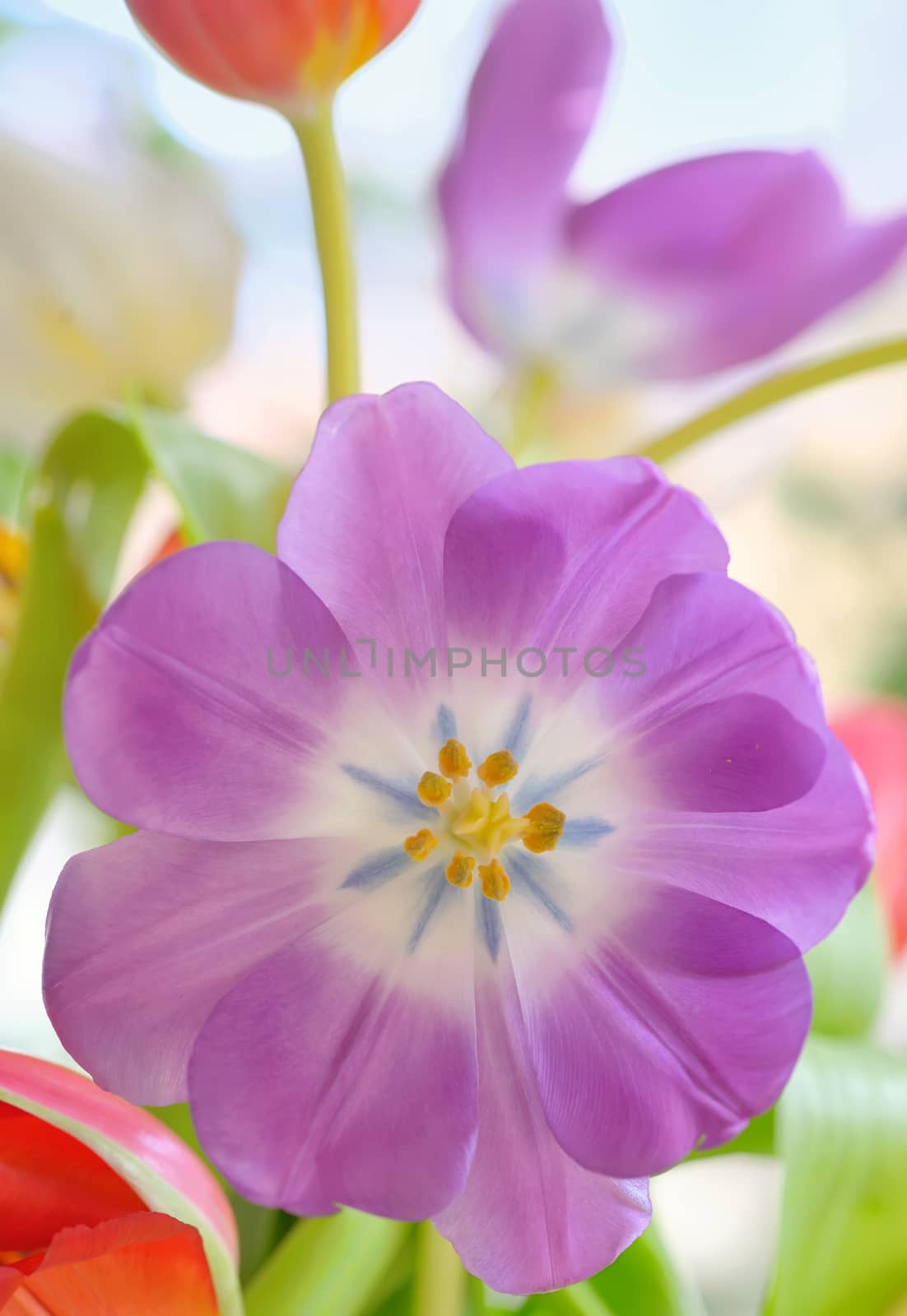 Open tulip with dew drops in spring time