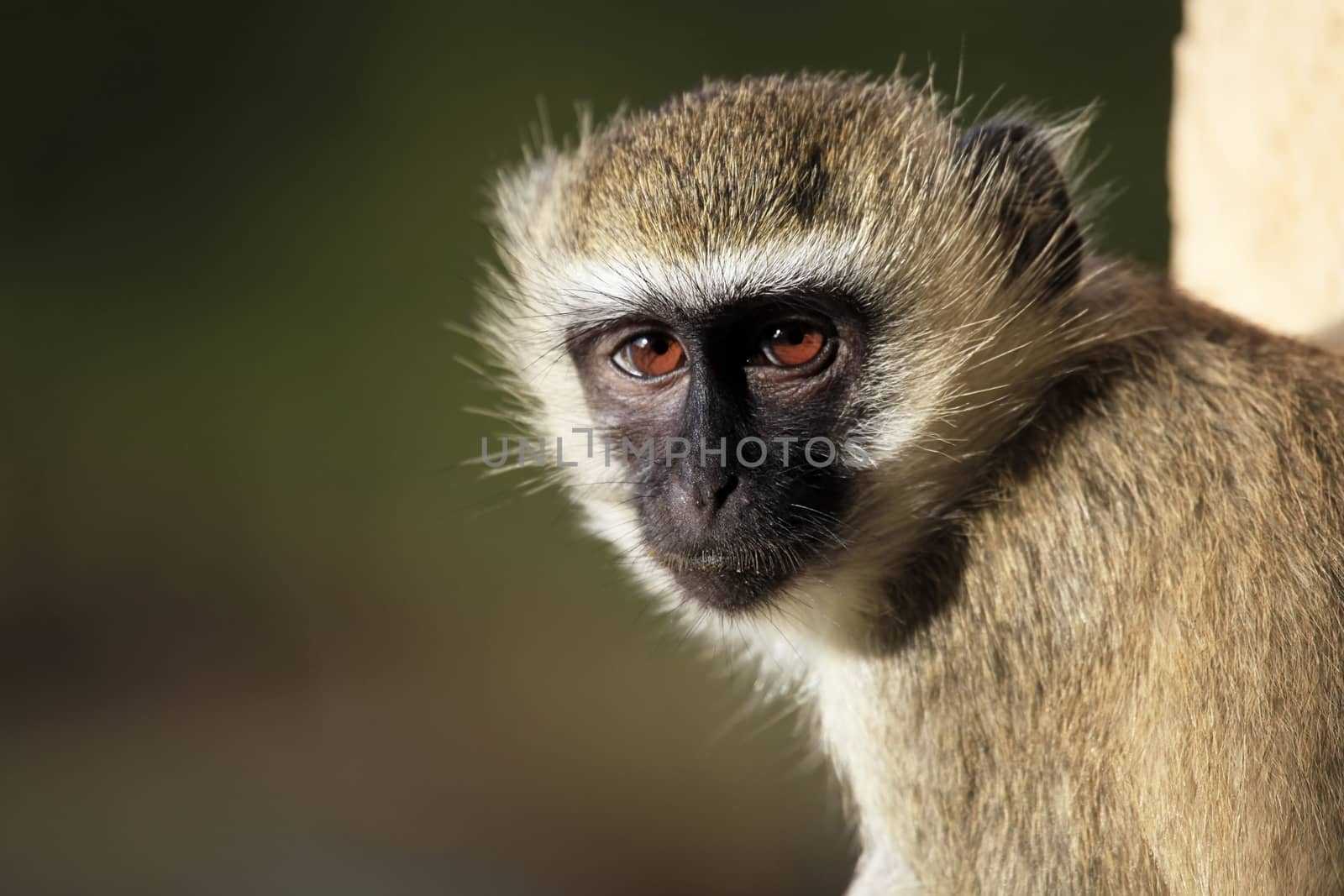 Portrait of the monkey in Kenya