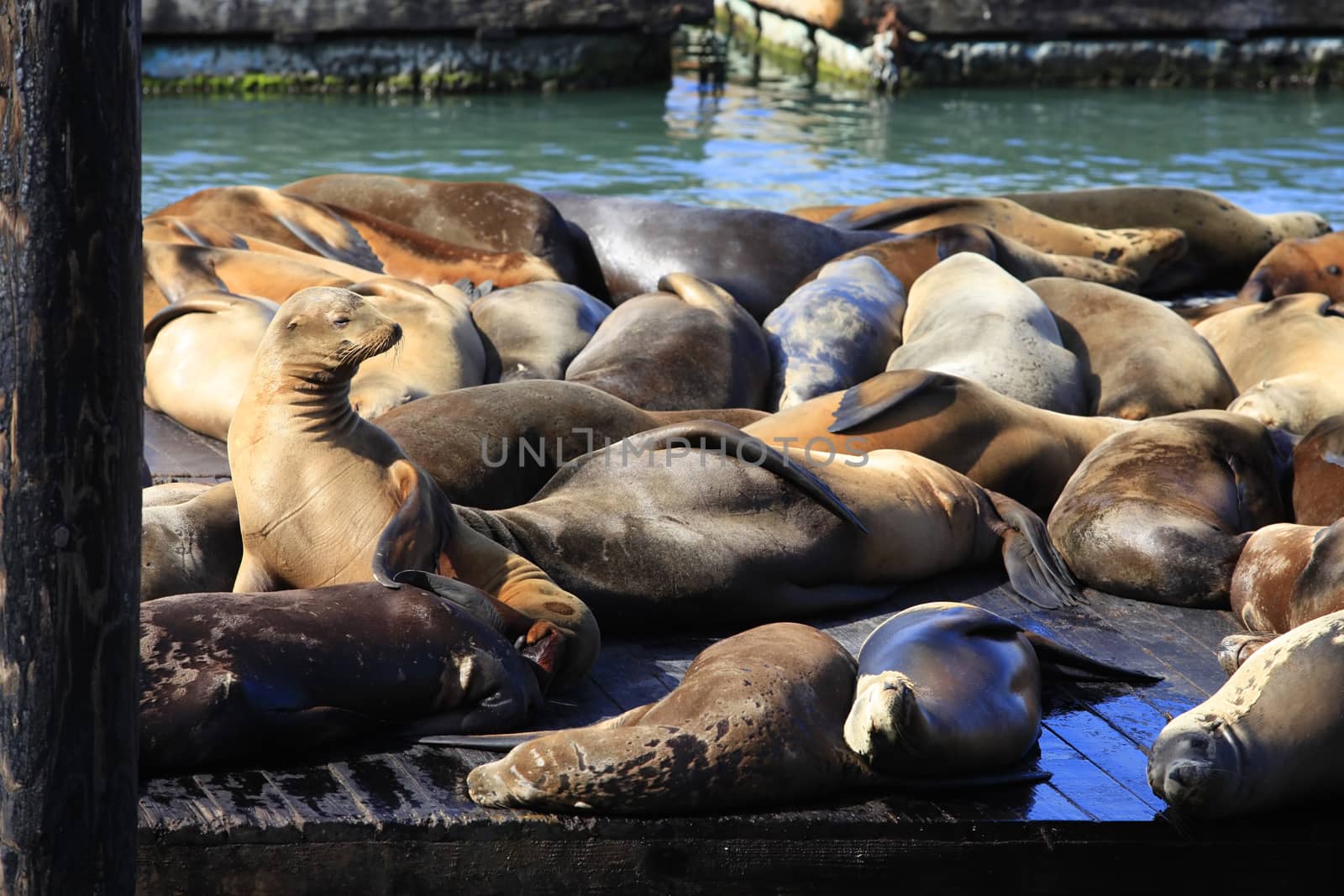 This is PIER 39 and the sea lions in San Francisco.