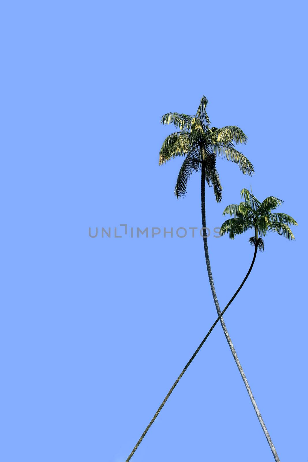 Two coconut tree on a background of blue sky