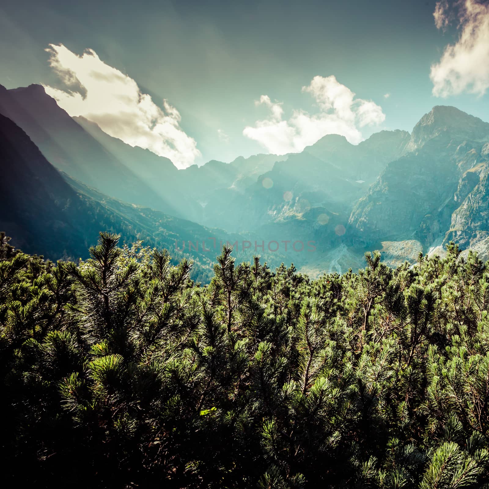 View of Tatra Mountains from hiking trail. Poland. Europe.  by mariusz_prusaczyk