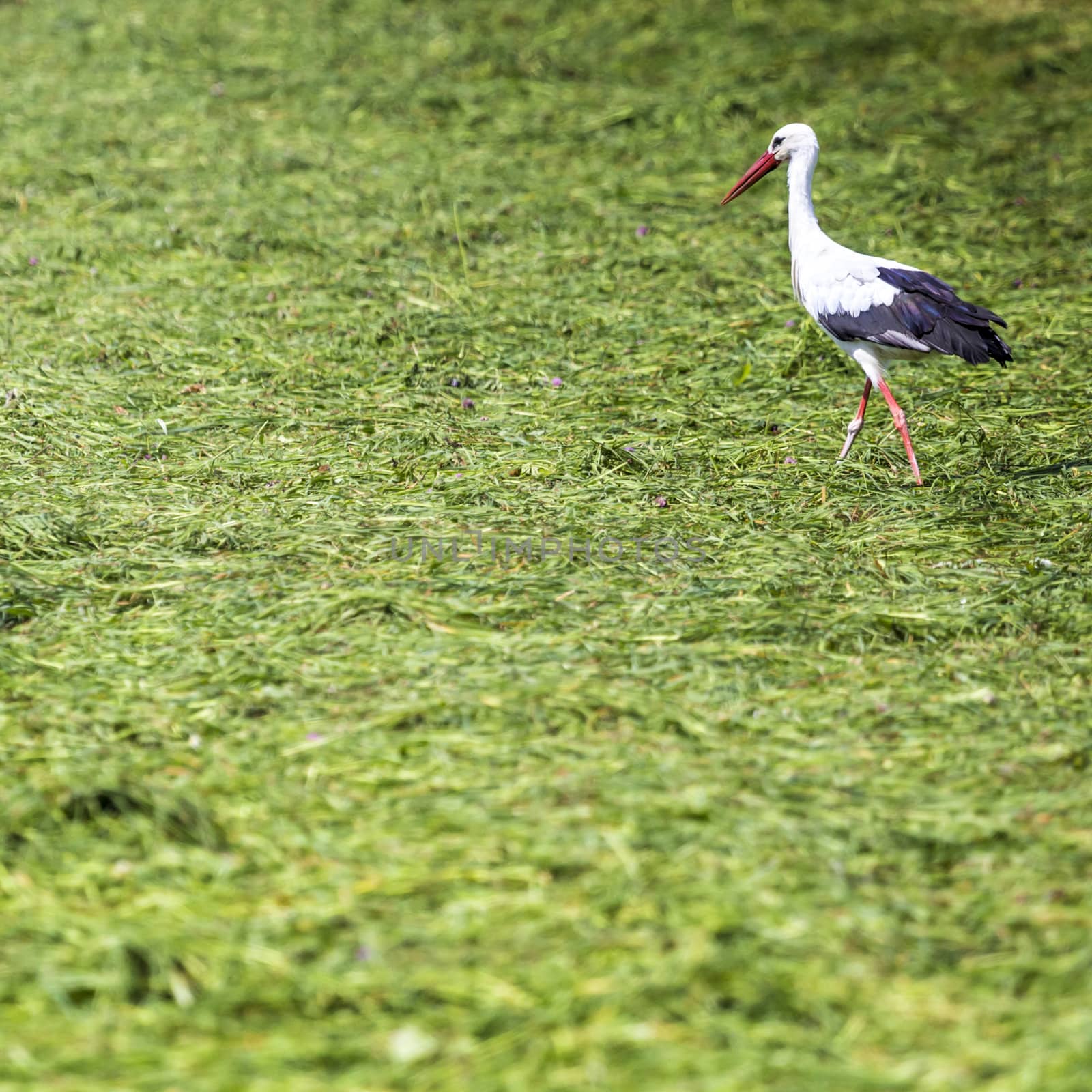 Stork running around the grass field