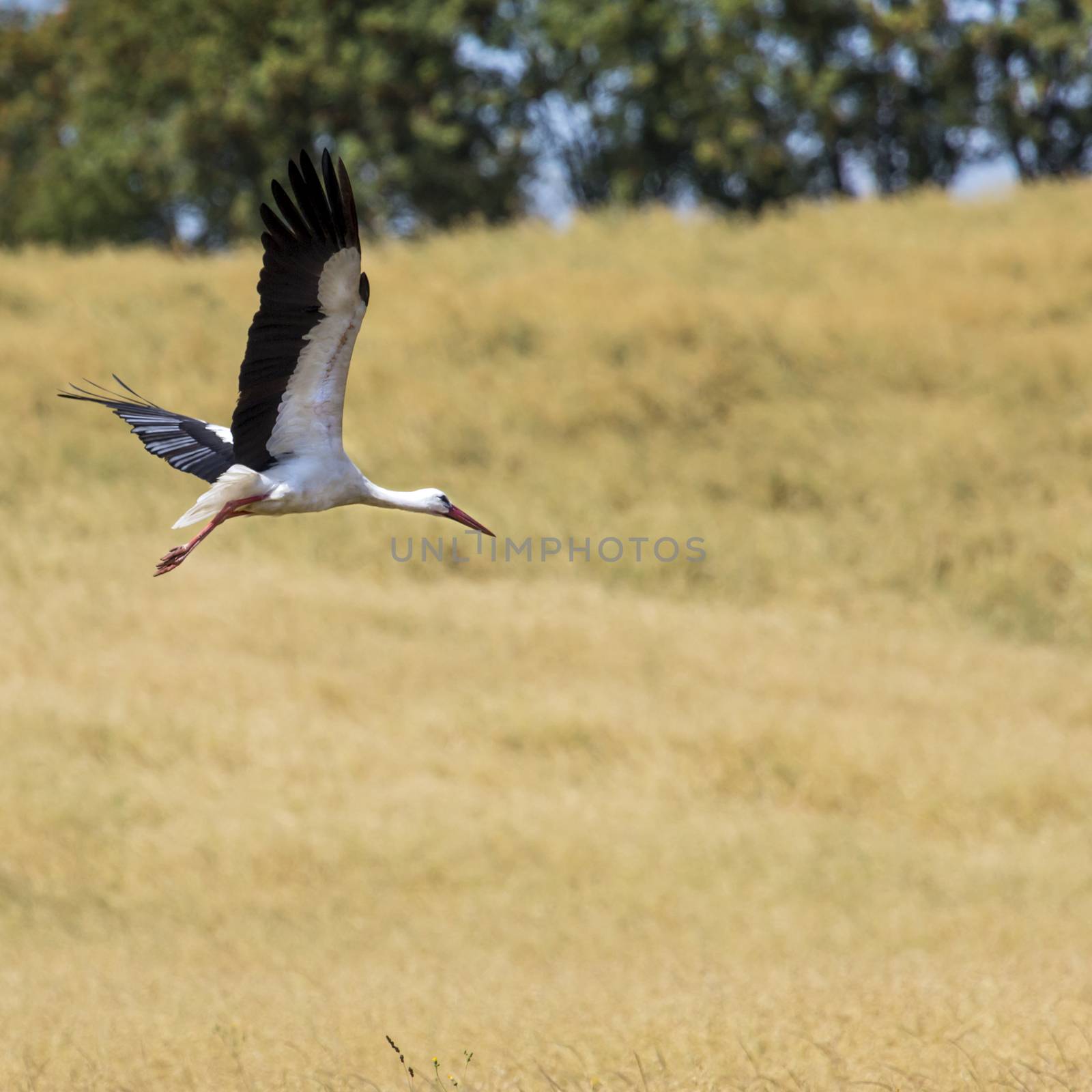 A Stork in flight in Suwalki Landscape Park, Poland. 