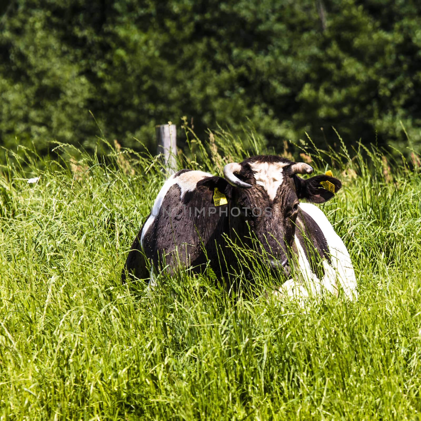 Cow on a pasture, on a green grass  by mariusz_prusaczyk