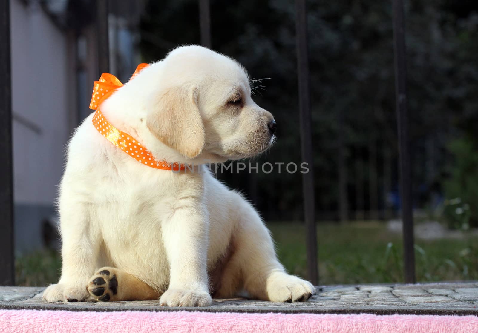 a little cute yellow labrador puppy sitting on pink background