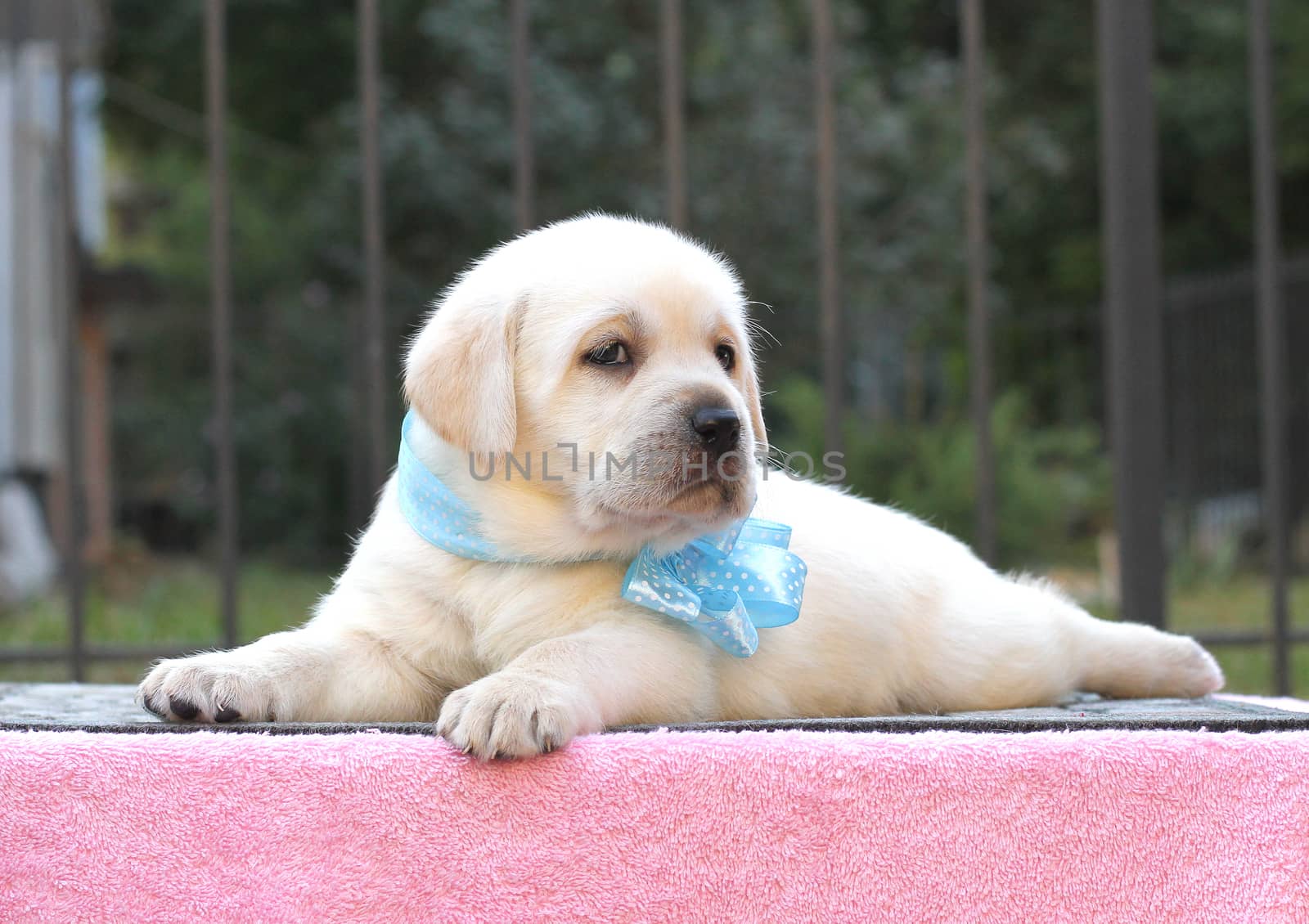 a little yellow labrador puppy sitting on pink background