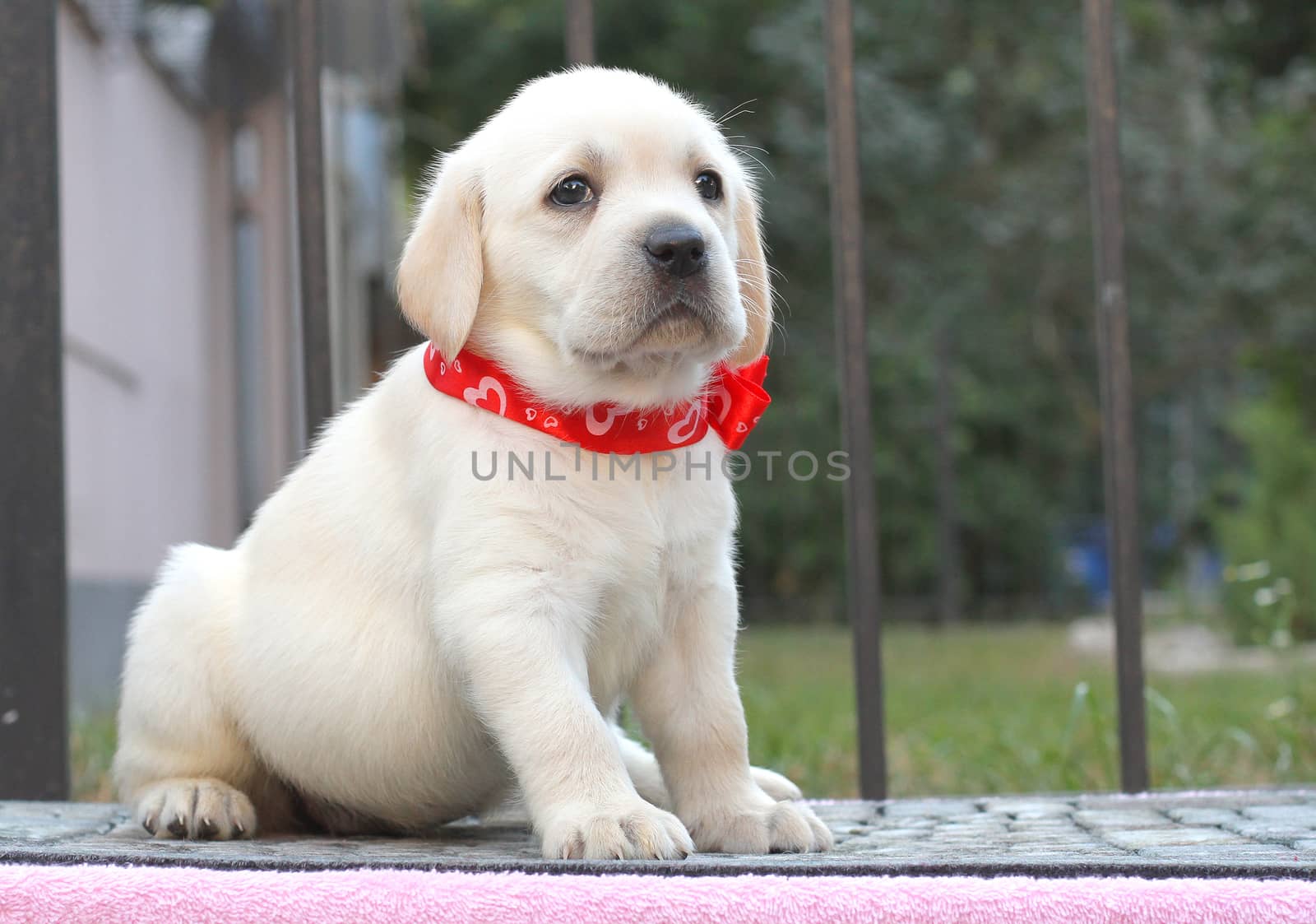 the little yellow labrador puppy sitting on pink background