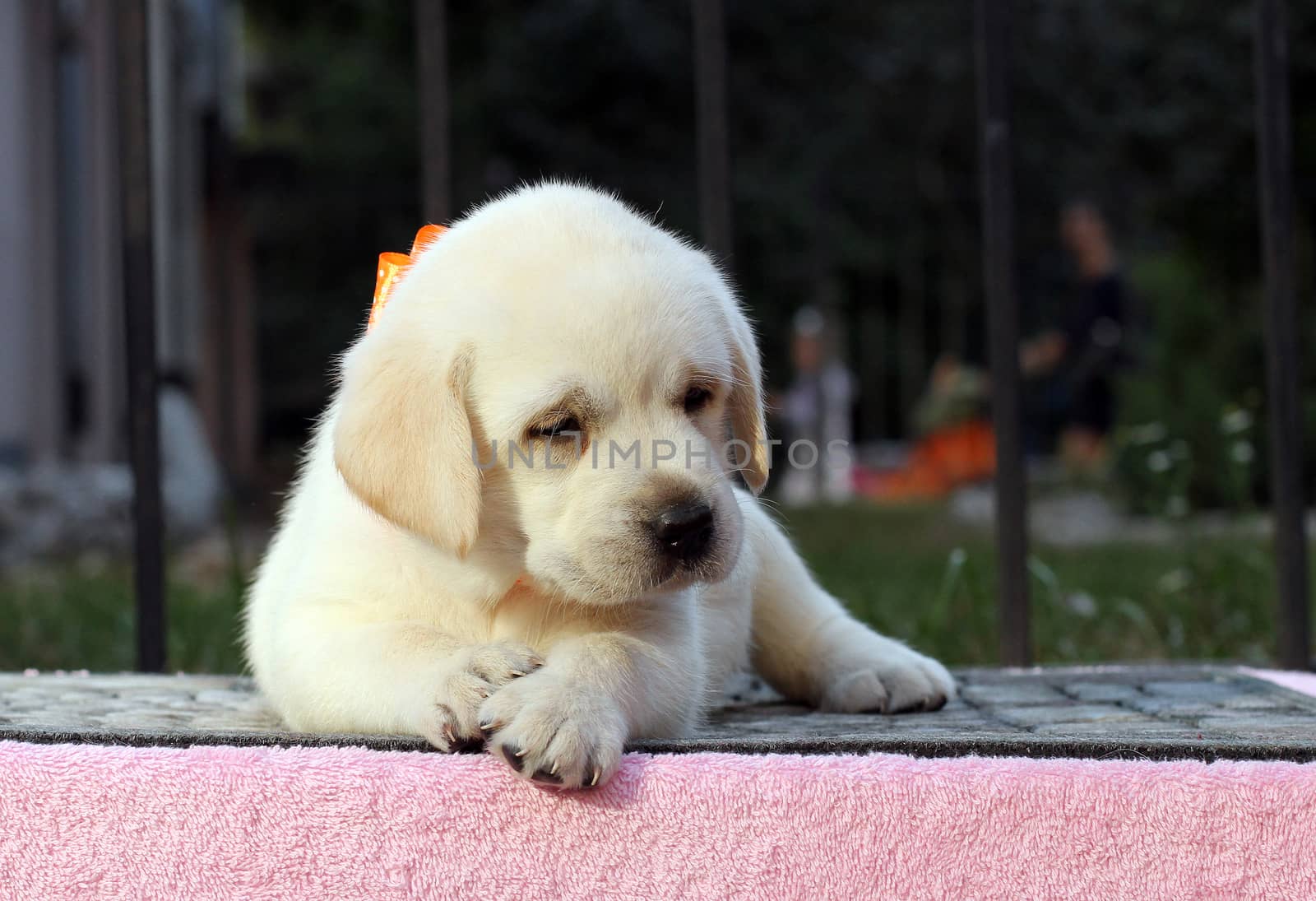 little cute yellow labrador puppy sitting on pink background