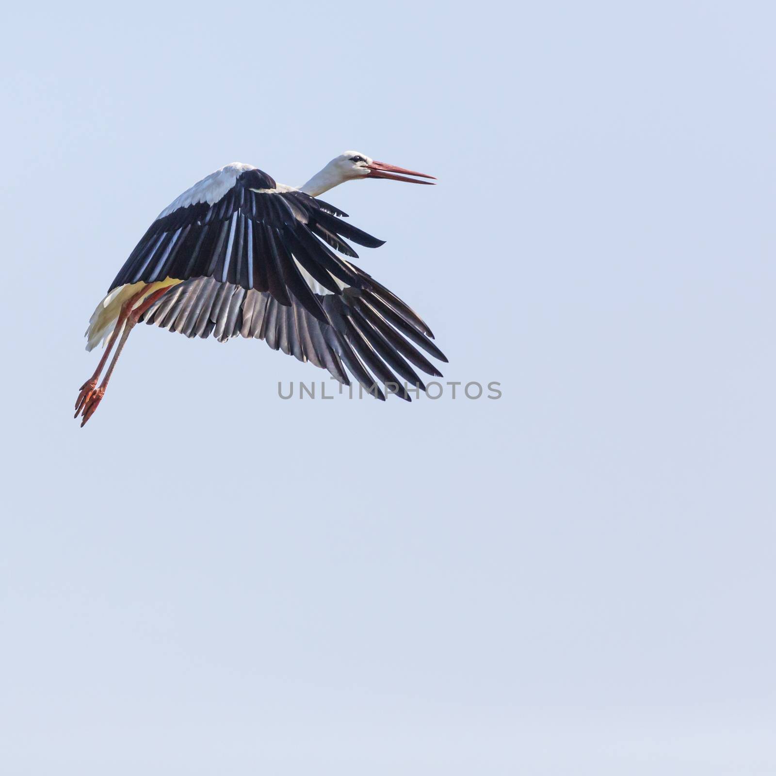 A Stork in flight in Suwalki Landscape Park, Poland.

