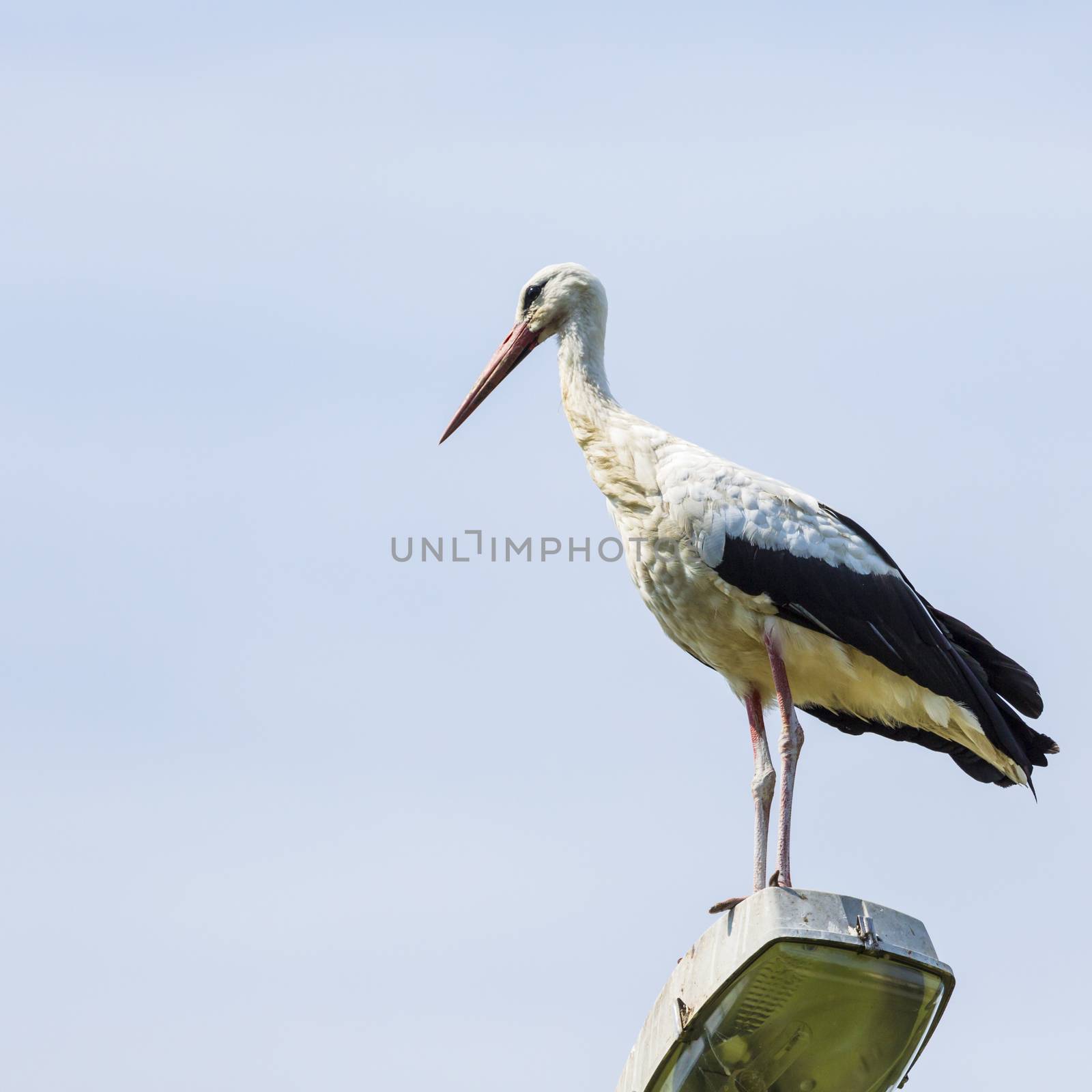 Stork flying on blue sky background. Beautiful stork bird photog by mariusz_prusaczyk