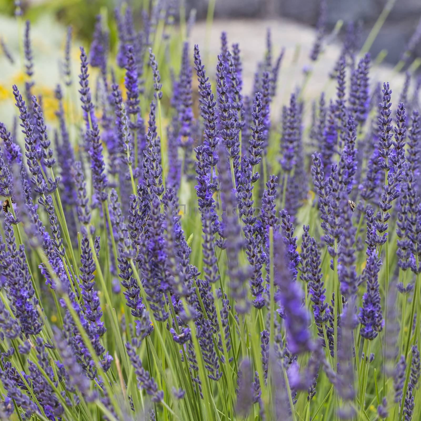 Lavender flower close up