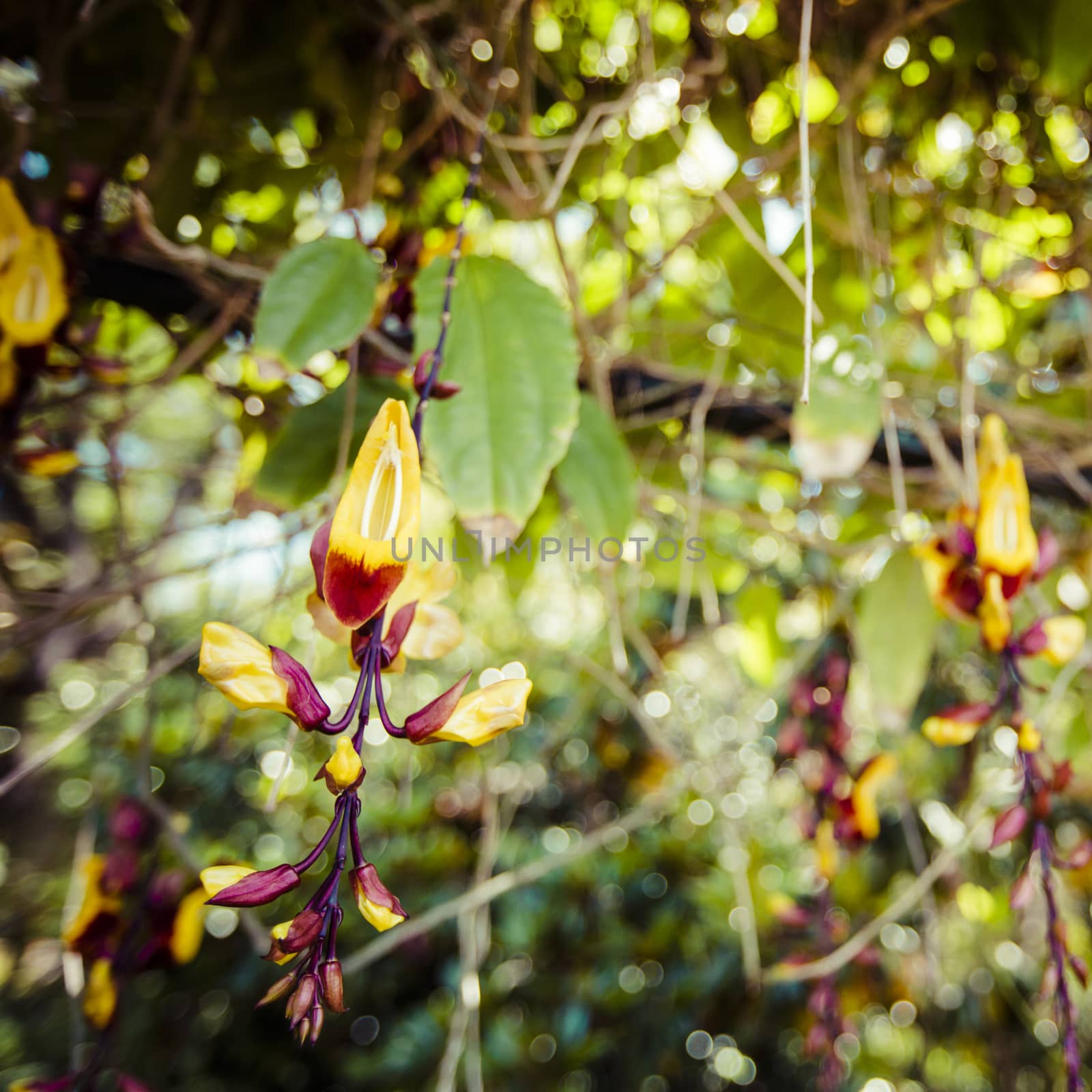 Famous Tropical Botanical Gardens in Funchal town, Madeira islan by mariusz_prusaczyk
