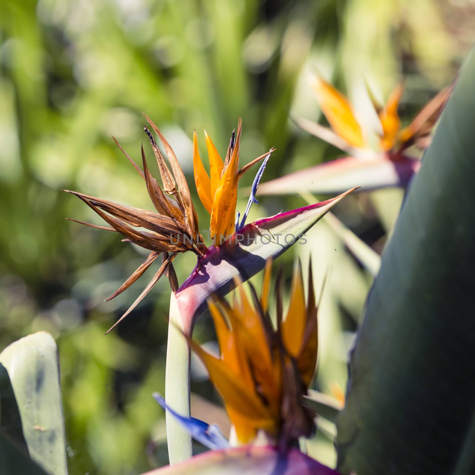 Strelitzia Reginae, a bird of paradise by mariusz_prusaczyk