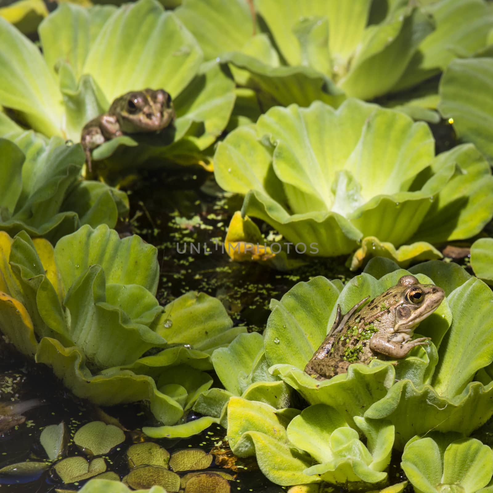 Green Frog in a wetland