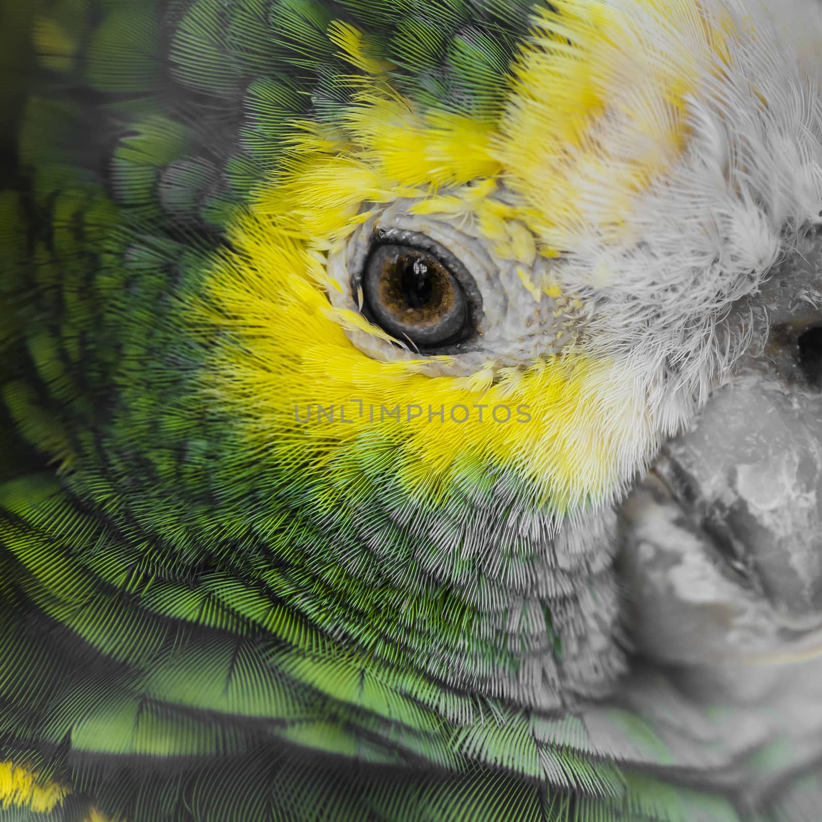 Green bird plumage, Harlequin Macaw feathers, nature texture bac by mariusz_prusaczyk