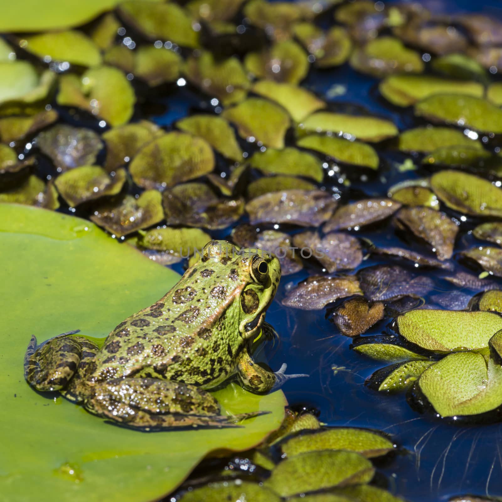 Green Frog in a wetland by mariusz_prusaczyk