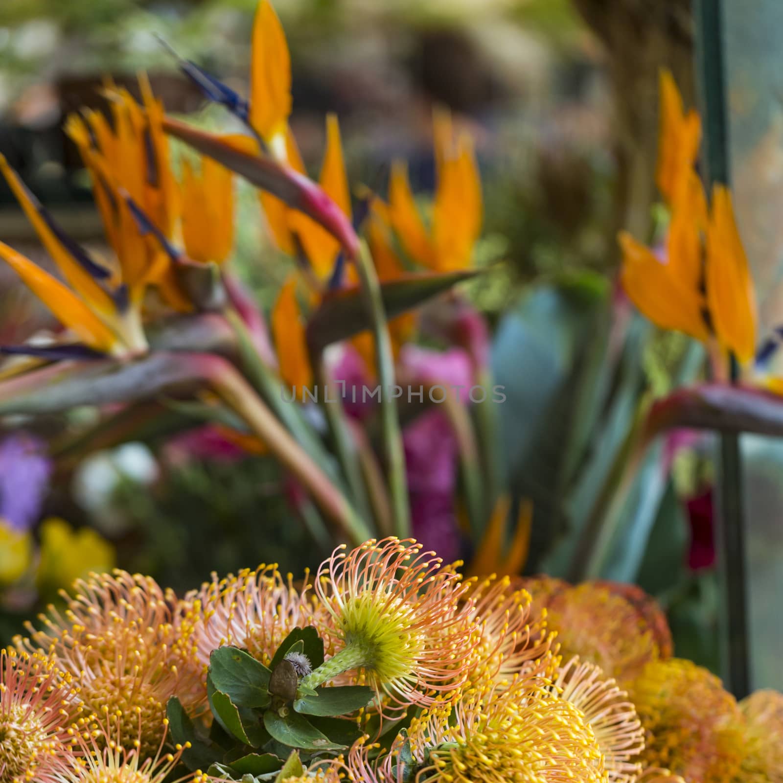 Flowers in the market in Funchal, Madeira. by mariusz_prusaczyk