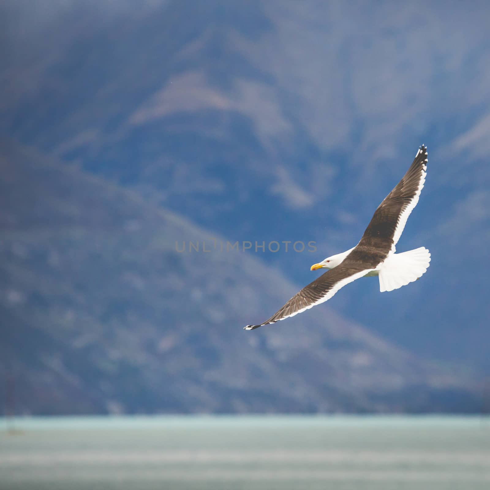 Sea Gull in New Zealand coast.  by mariusz_prusaczyk