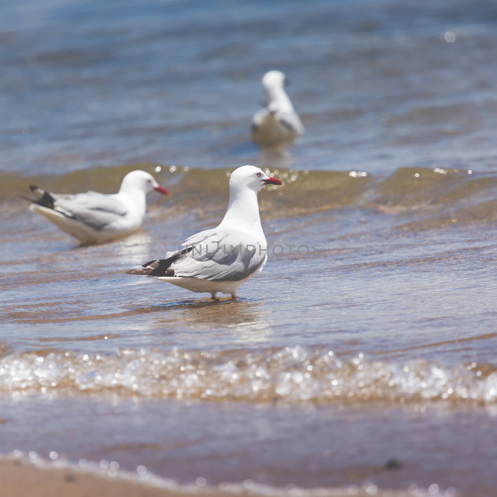 Sea Gull in New Zealand coast. by mariusz_prusaczyk